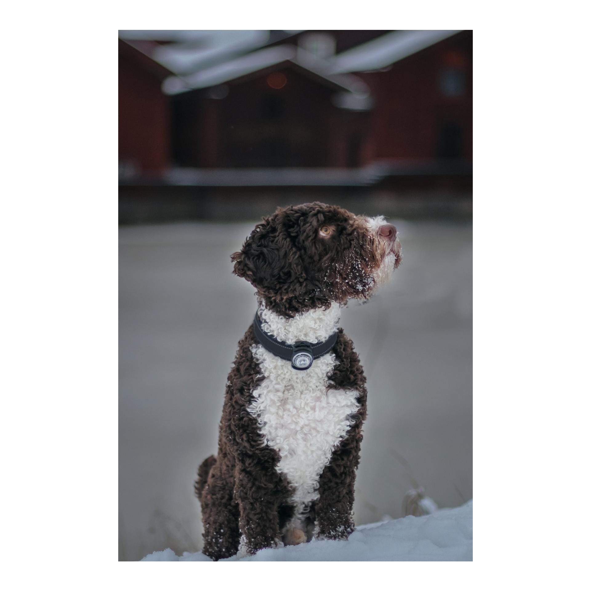 Orbiloc Safety Light Orbiloc Dog Dual - weiss