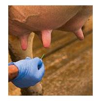 Kerbl Bâtons de trac en silicone