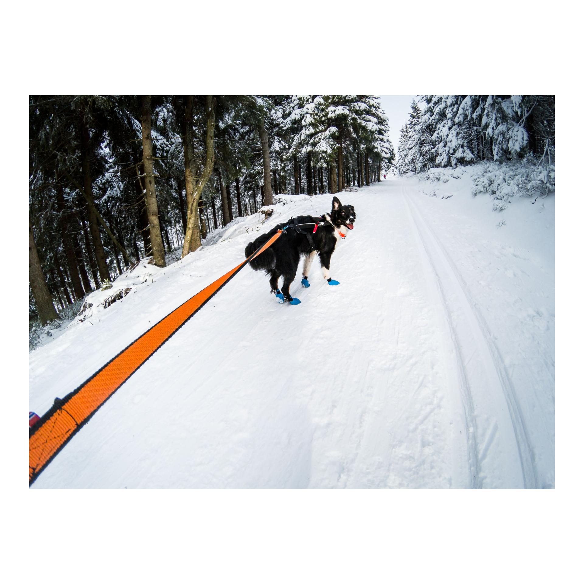 Non-stop Dogwear Joggingleine Bungee Leash