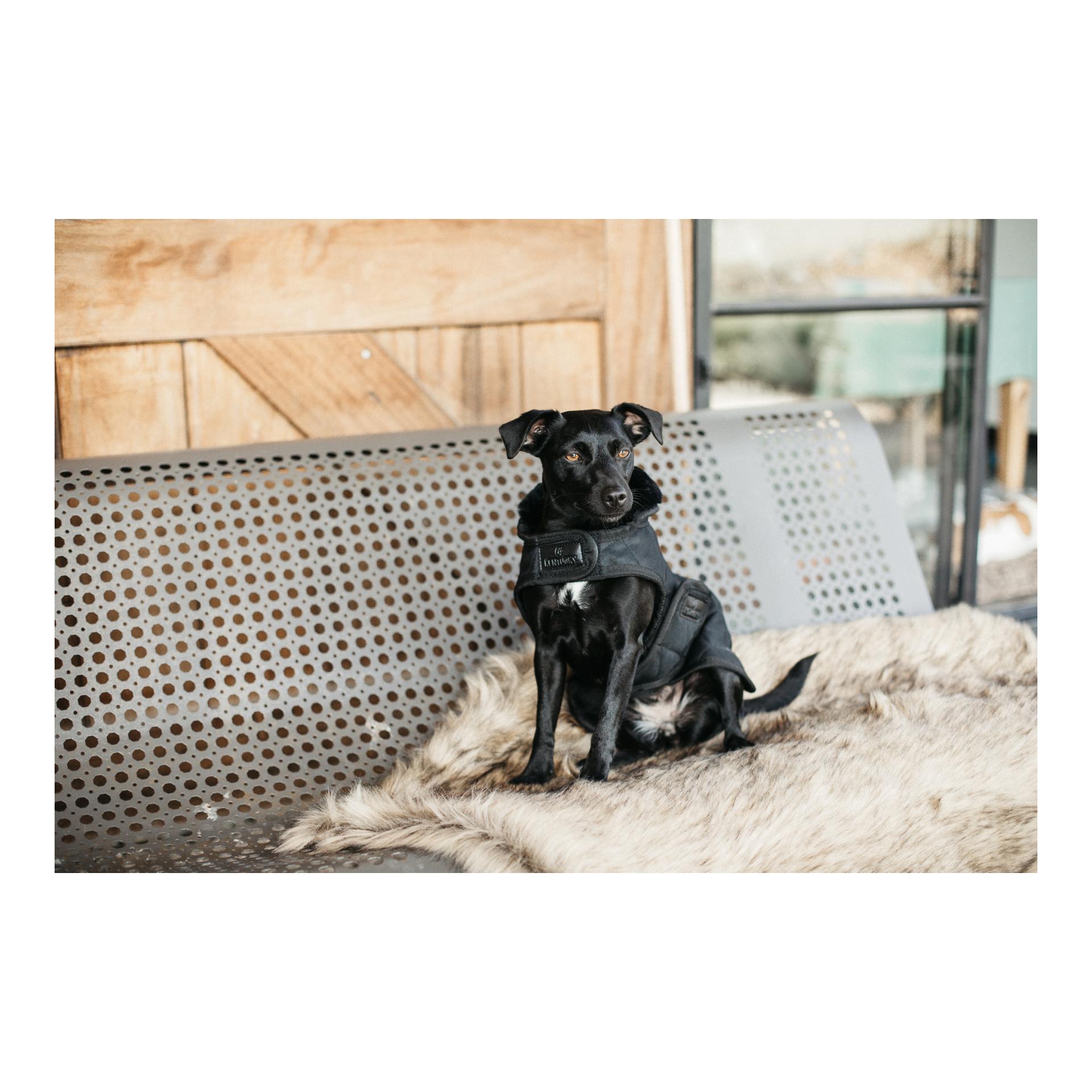 Kentucky Dogwear Manteau pour chien Original - black/black
