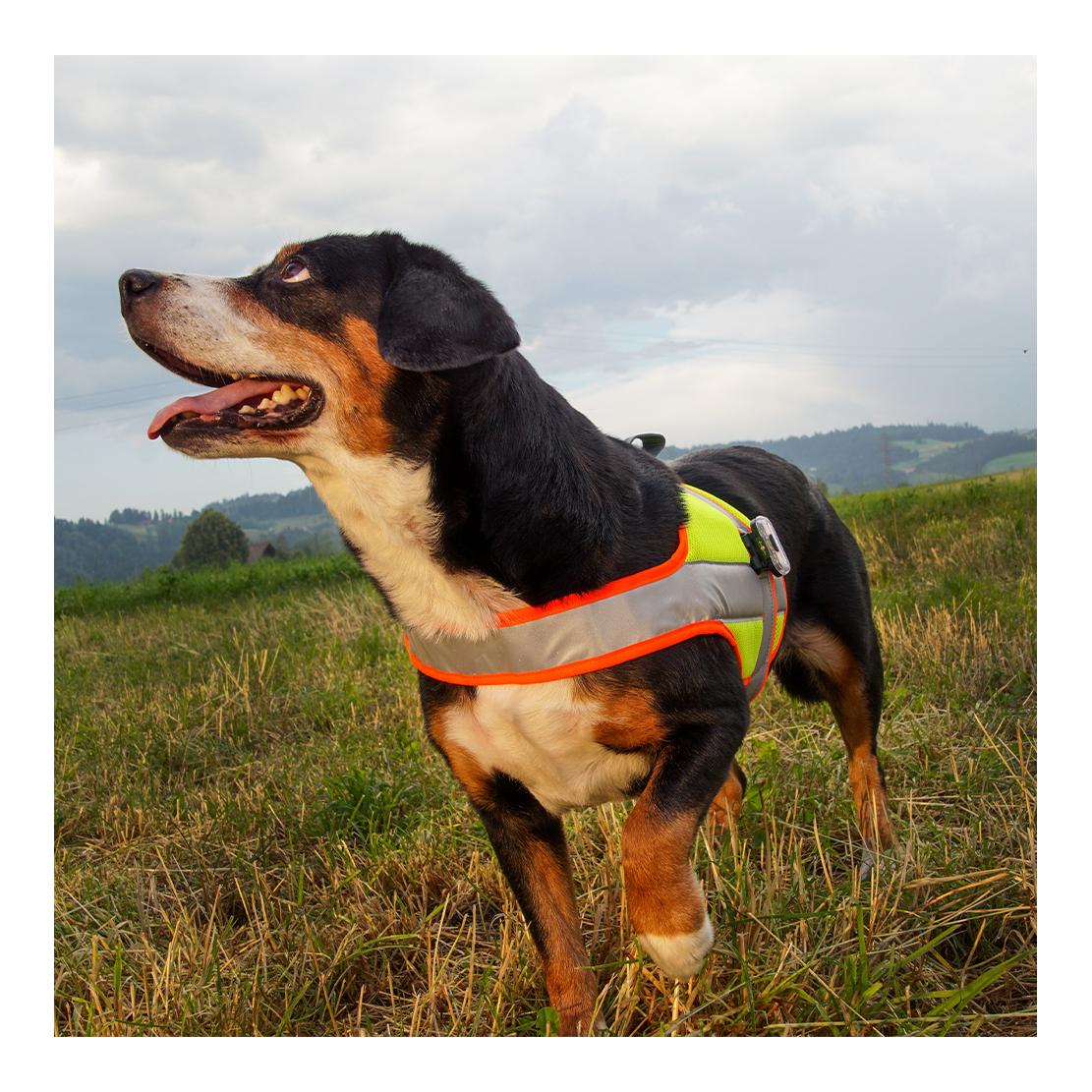 Beat Grossenbacher Hundeleuchtdecke Balou Profi  mit Led Lampen