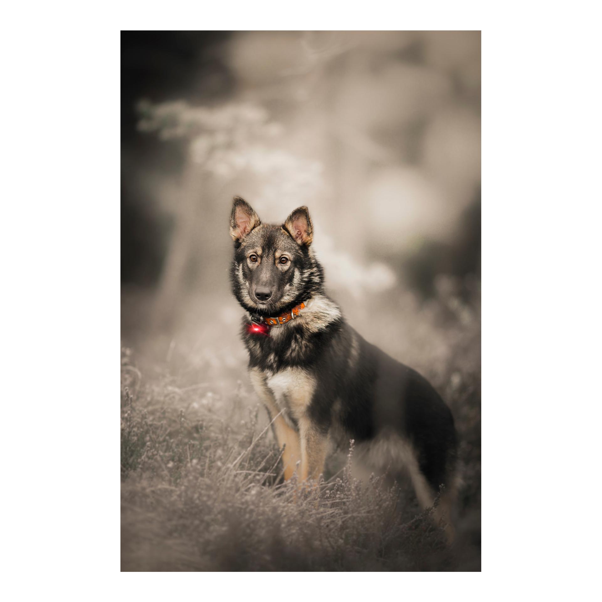 Orbiloc Safety Light Orbiloc Dog Dual - rot