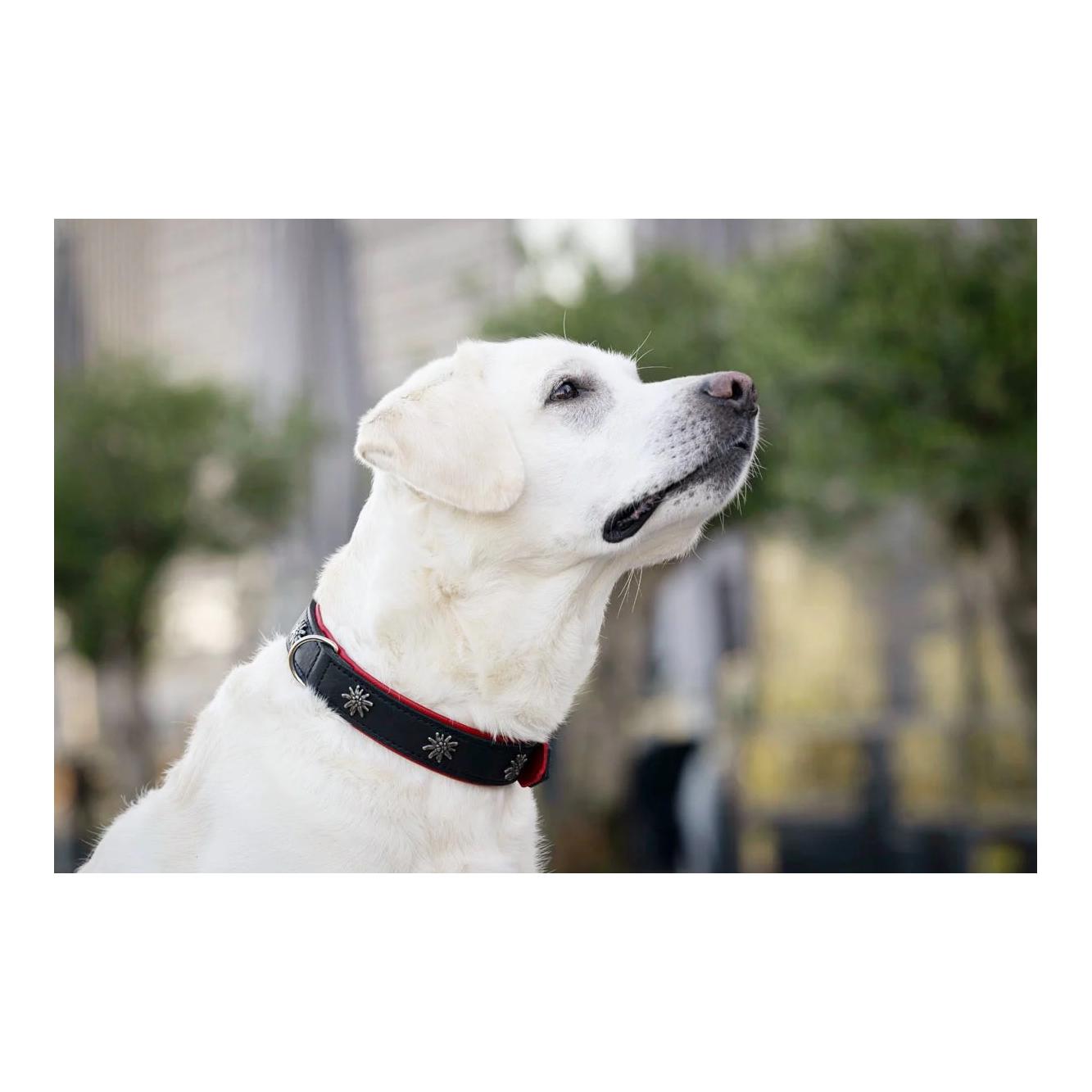 Maul Lederwaren Hundehalsband Edelweiss - schwarz-rot/silber