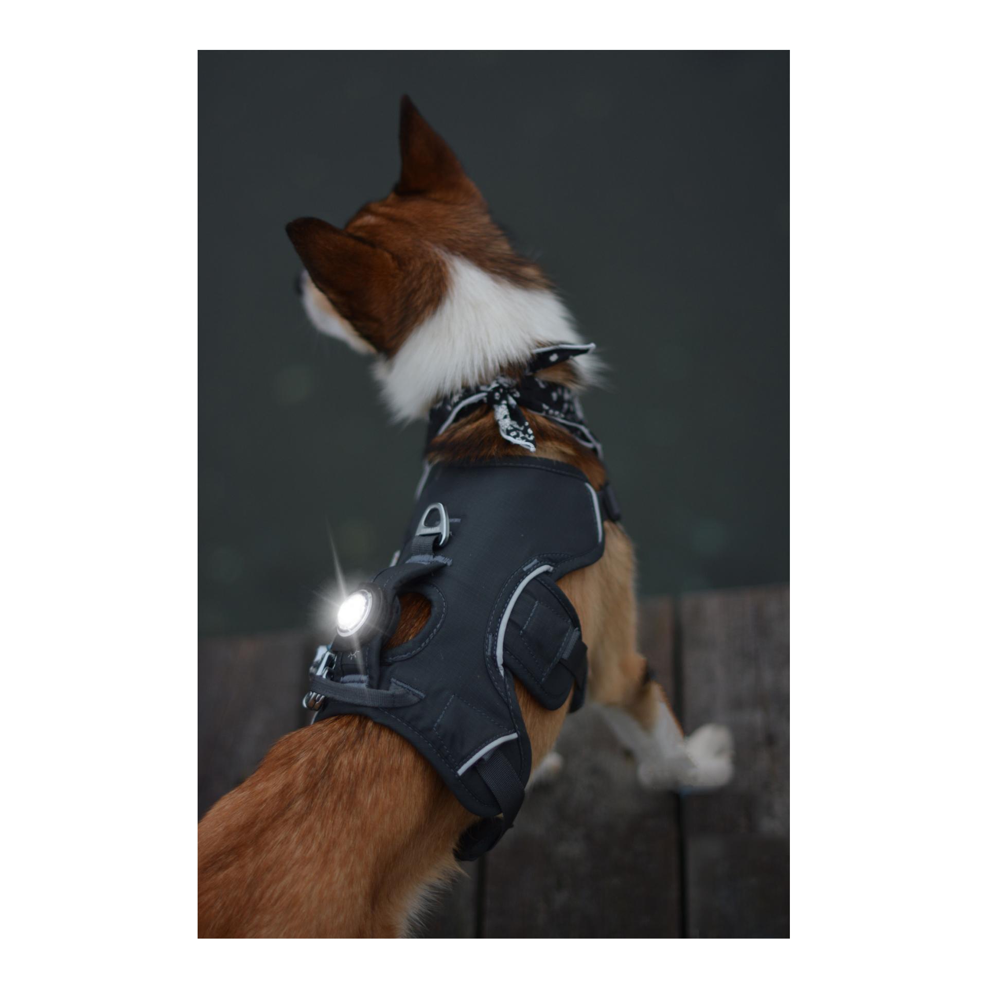 Orbiloc Safety Light Orbiloc Dog Dual - weiss