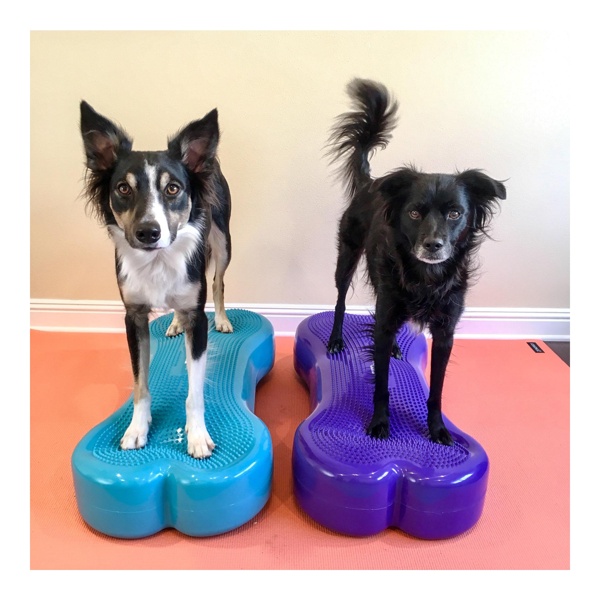 FitPaws K9FITbone GIANT