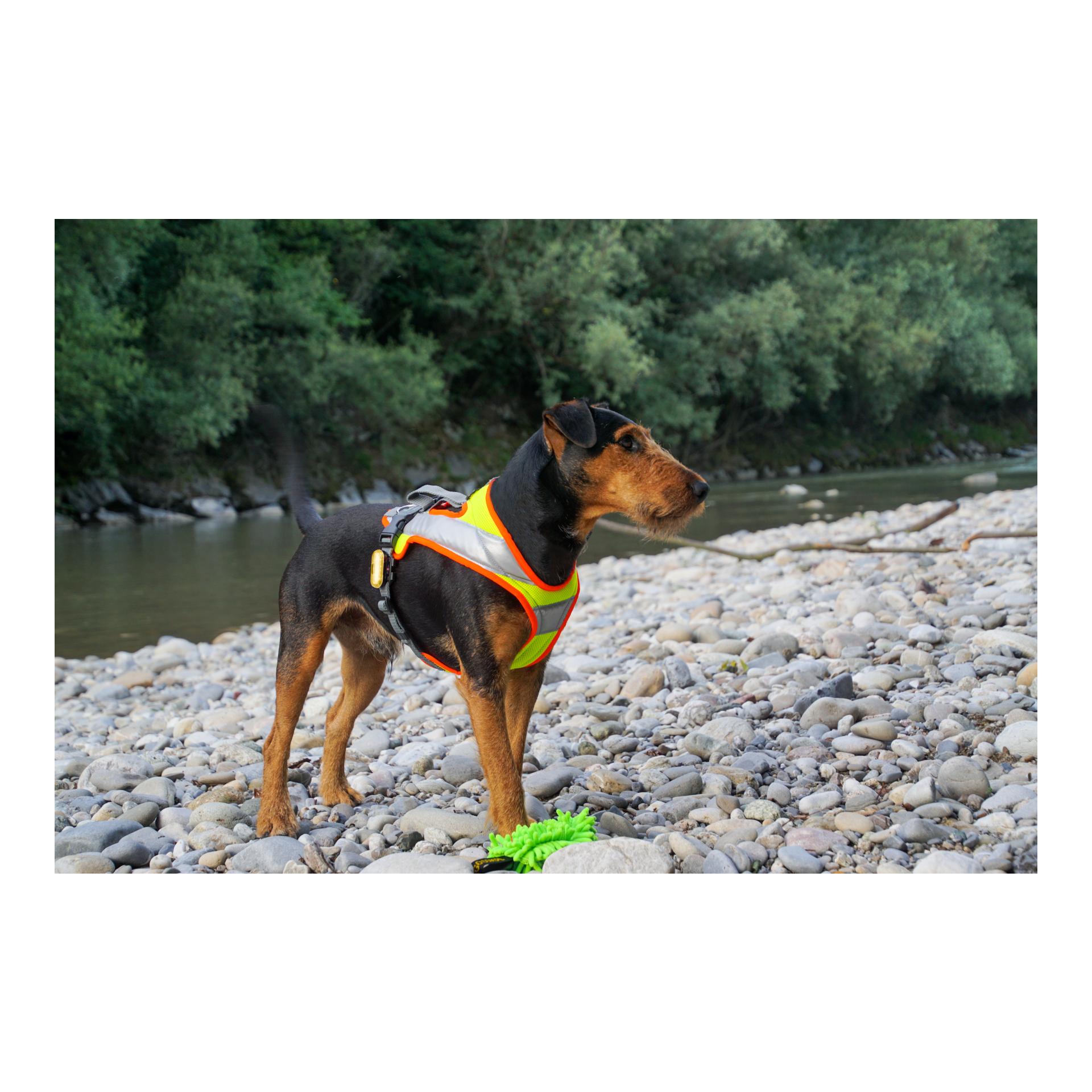 Beat Grossenbacher Dog's Fun Run Night Hundegeschirr - gelb/orange