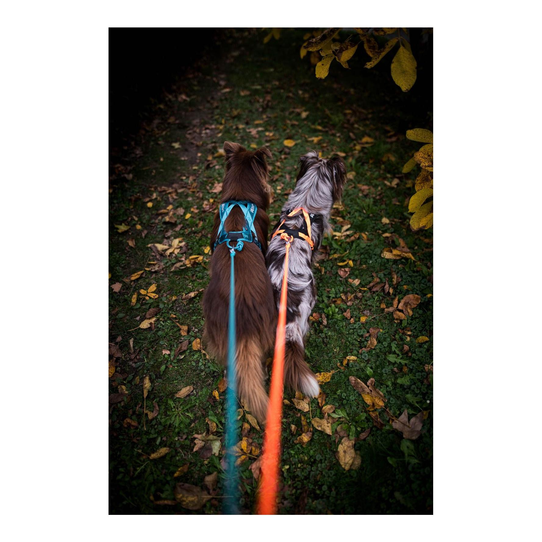 Non-stop Dogwear Harnais pour chien Rush Harness