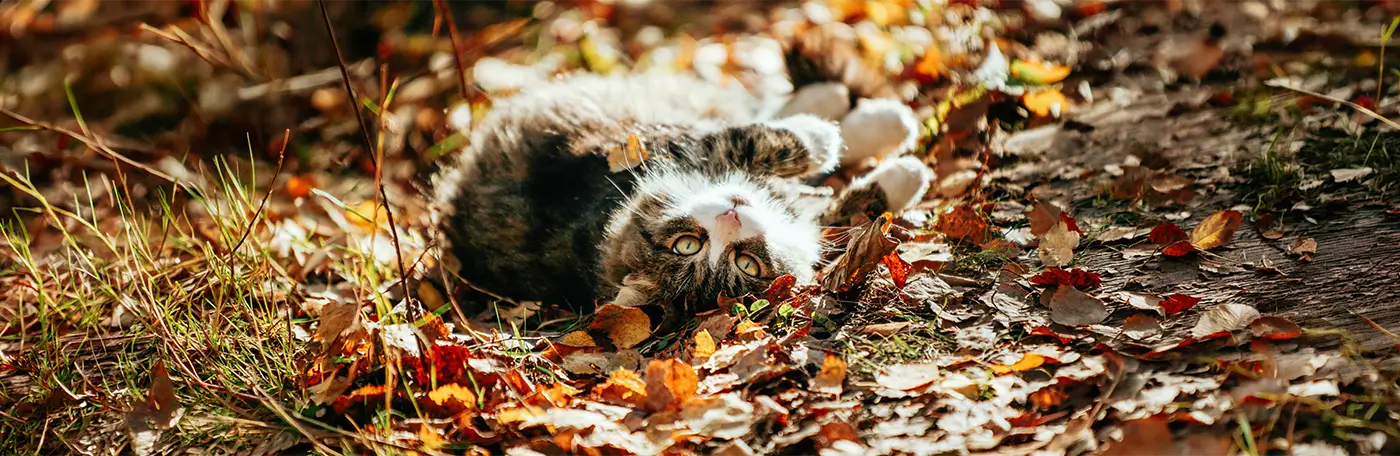 HP-Heimtier-Katzen