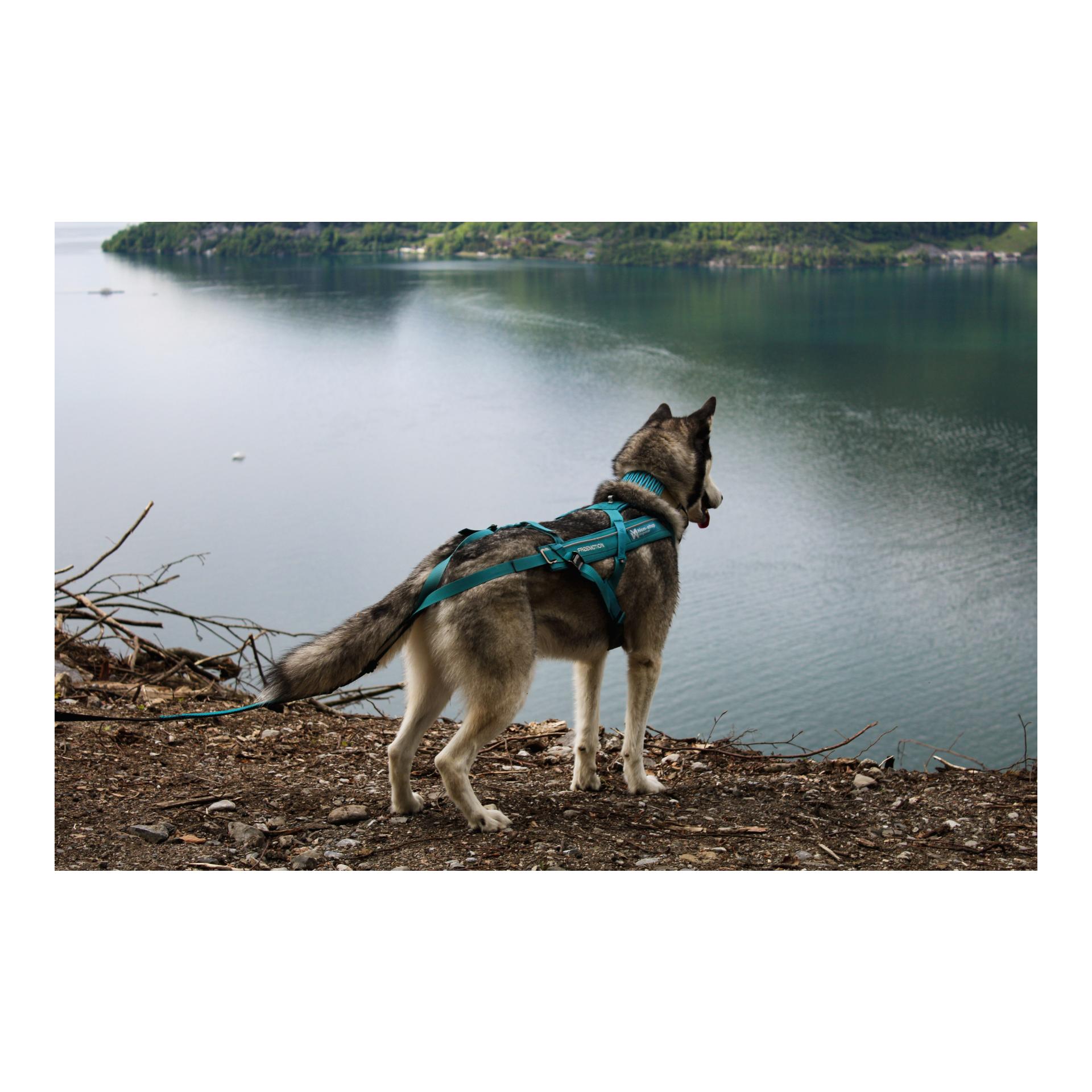 Non-stop Dogwear Zuggeschirr Freemotion Harness 5.0