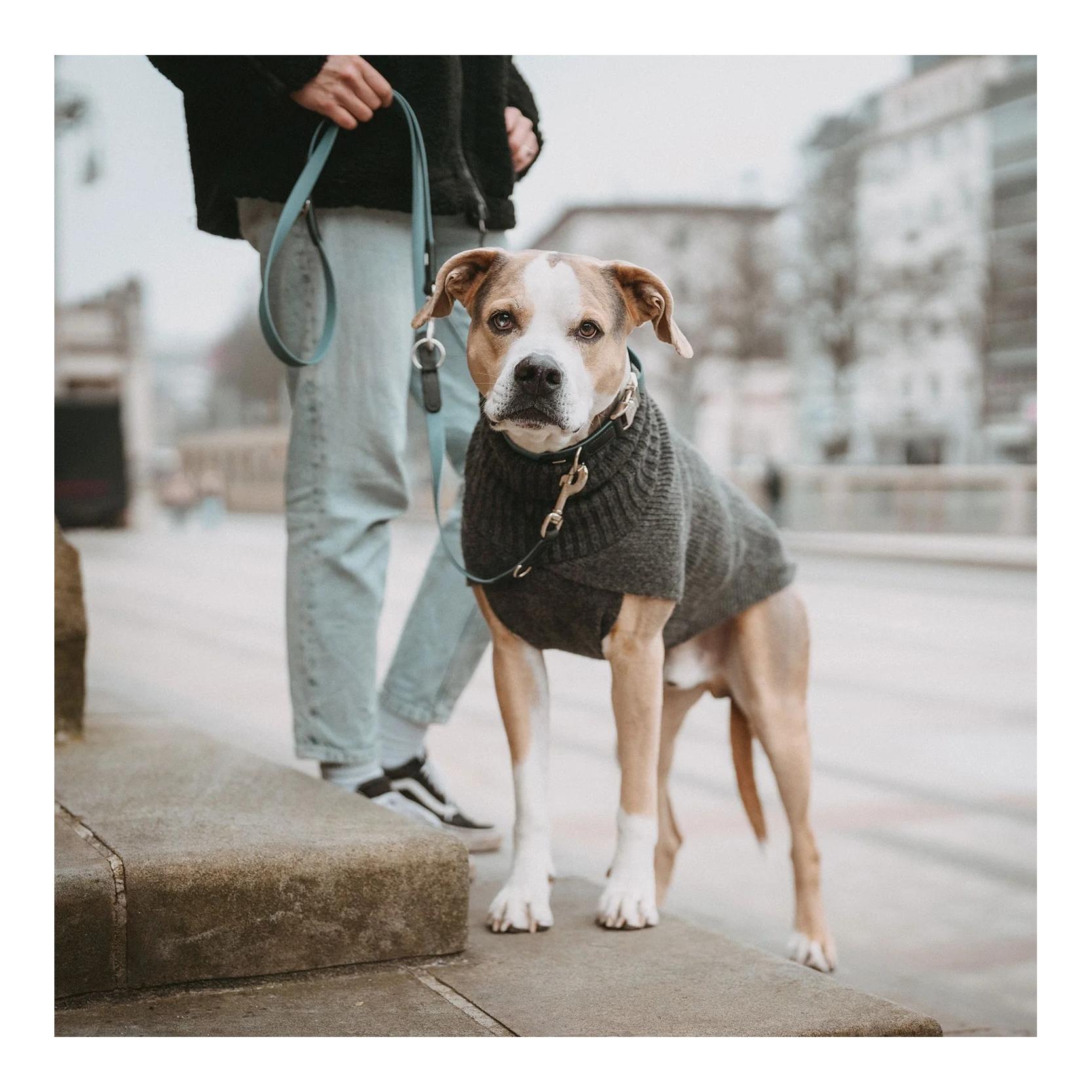 Hunter Pull pour chien Genève