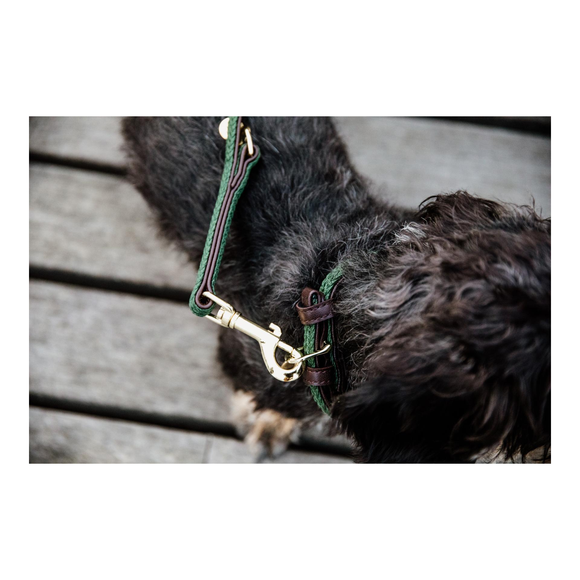 Kentucky Dogwear Collier pour chien en nylon tressé - vert olive