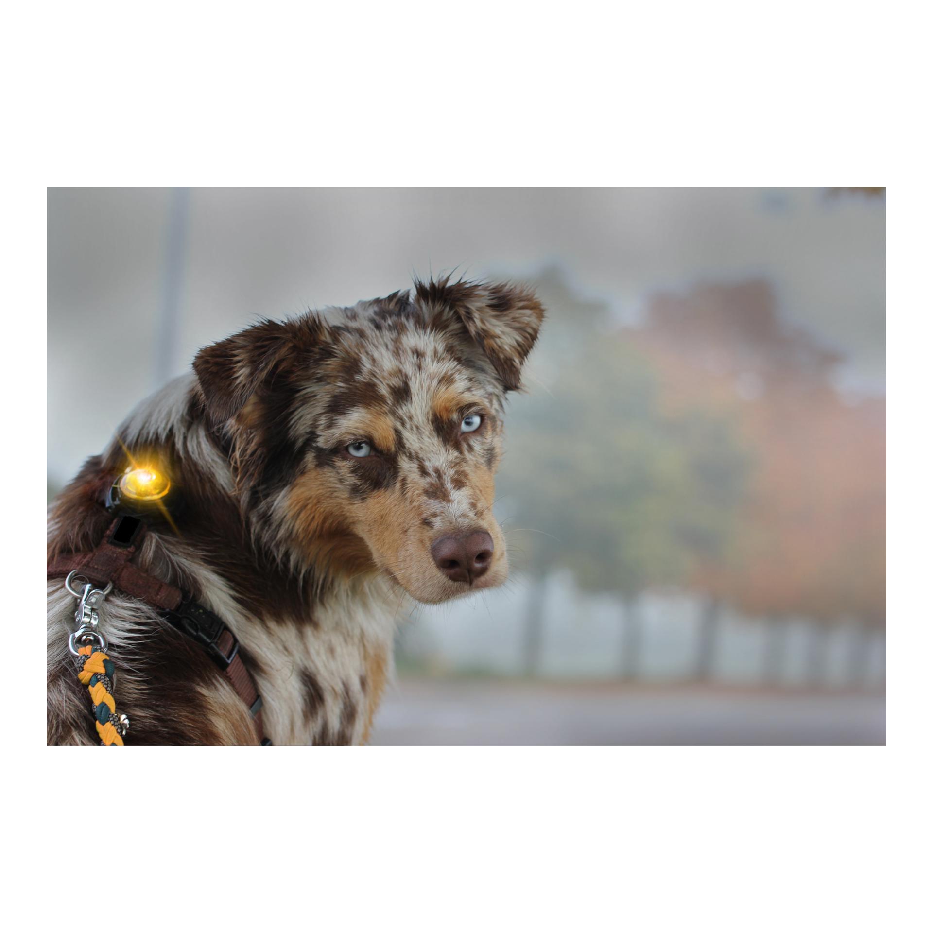 Orbiloc Safety Light Orbiloc Dog Dual - gelb