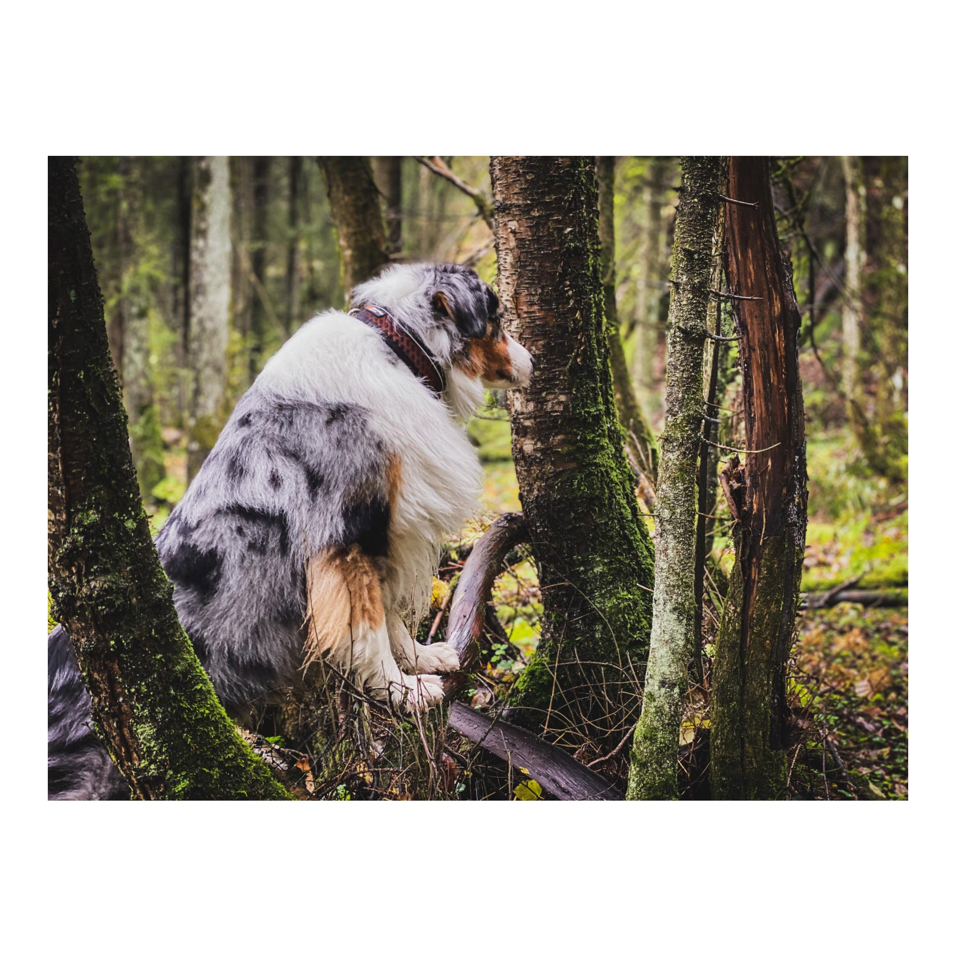 Non-stop Dogwear Collier Rock