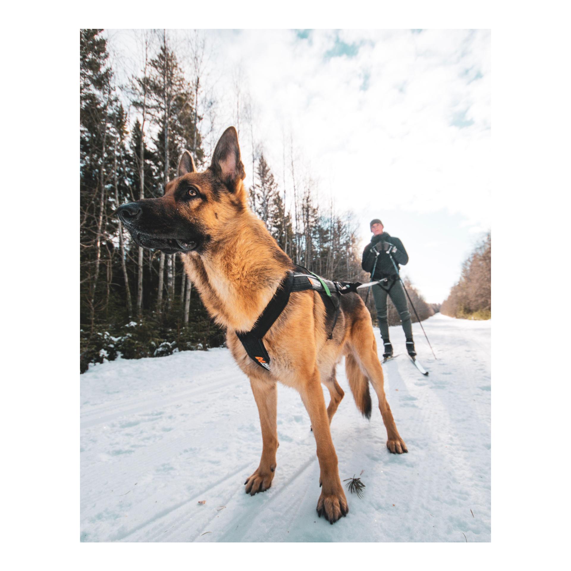 Non-stop Dogwear Freemotion Harness