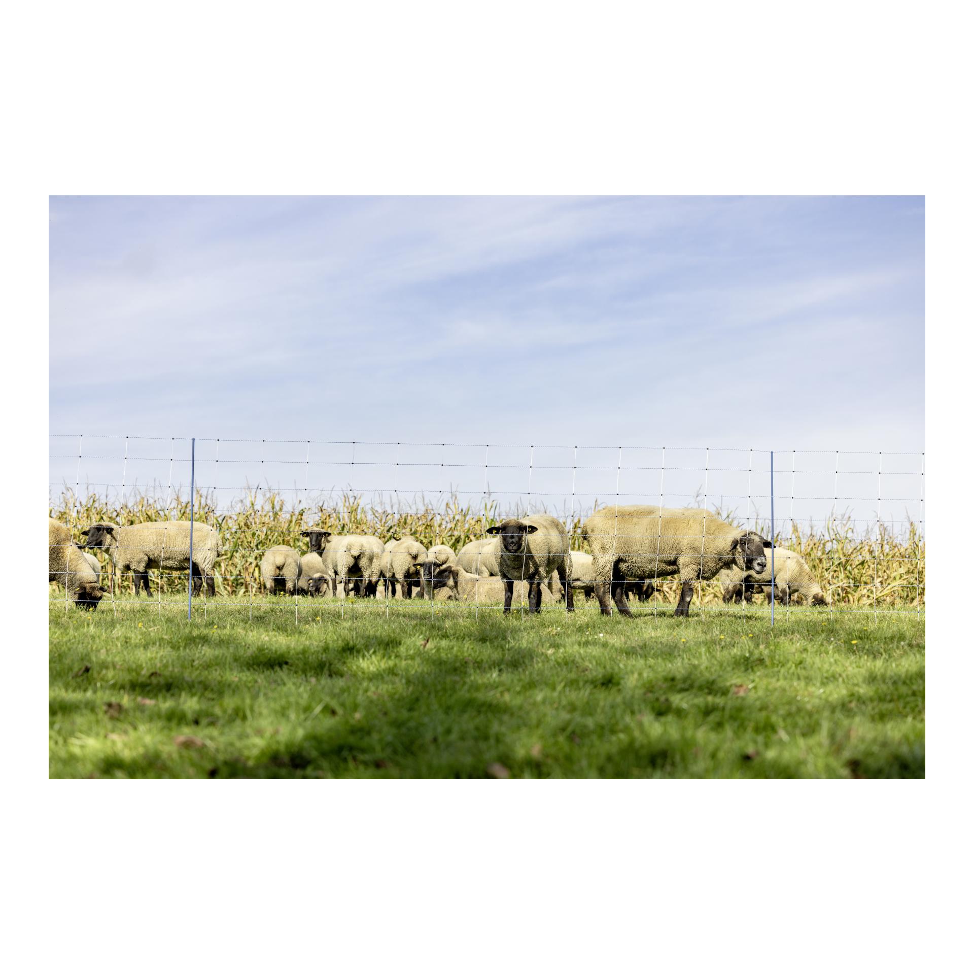 AKO Weidenetz Titan Net Premium geflochten - 122 cm x 50 m