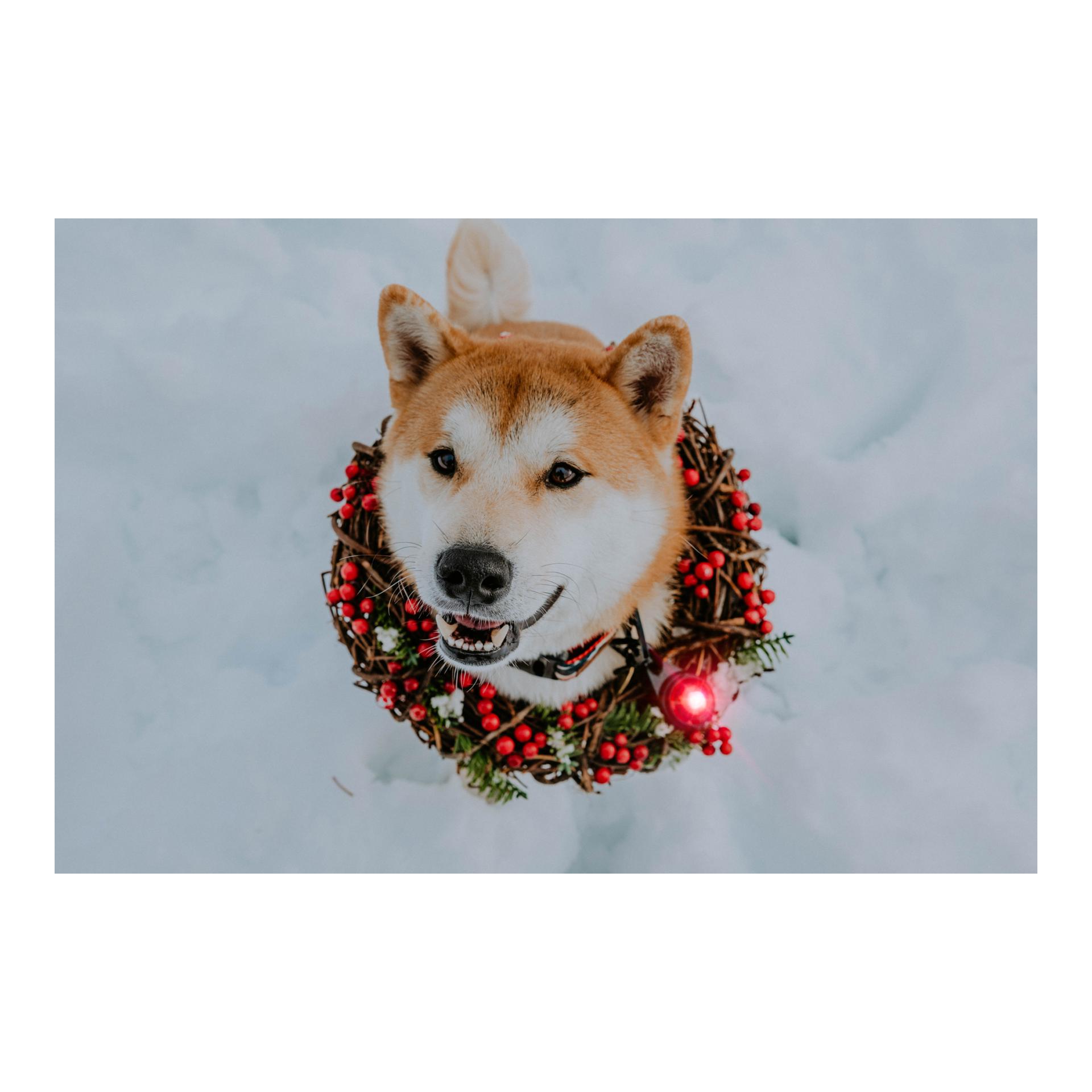 Orbiloc Safety Light Orbiloc Dog Dual - rot