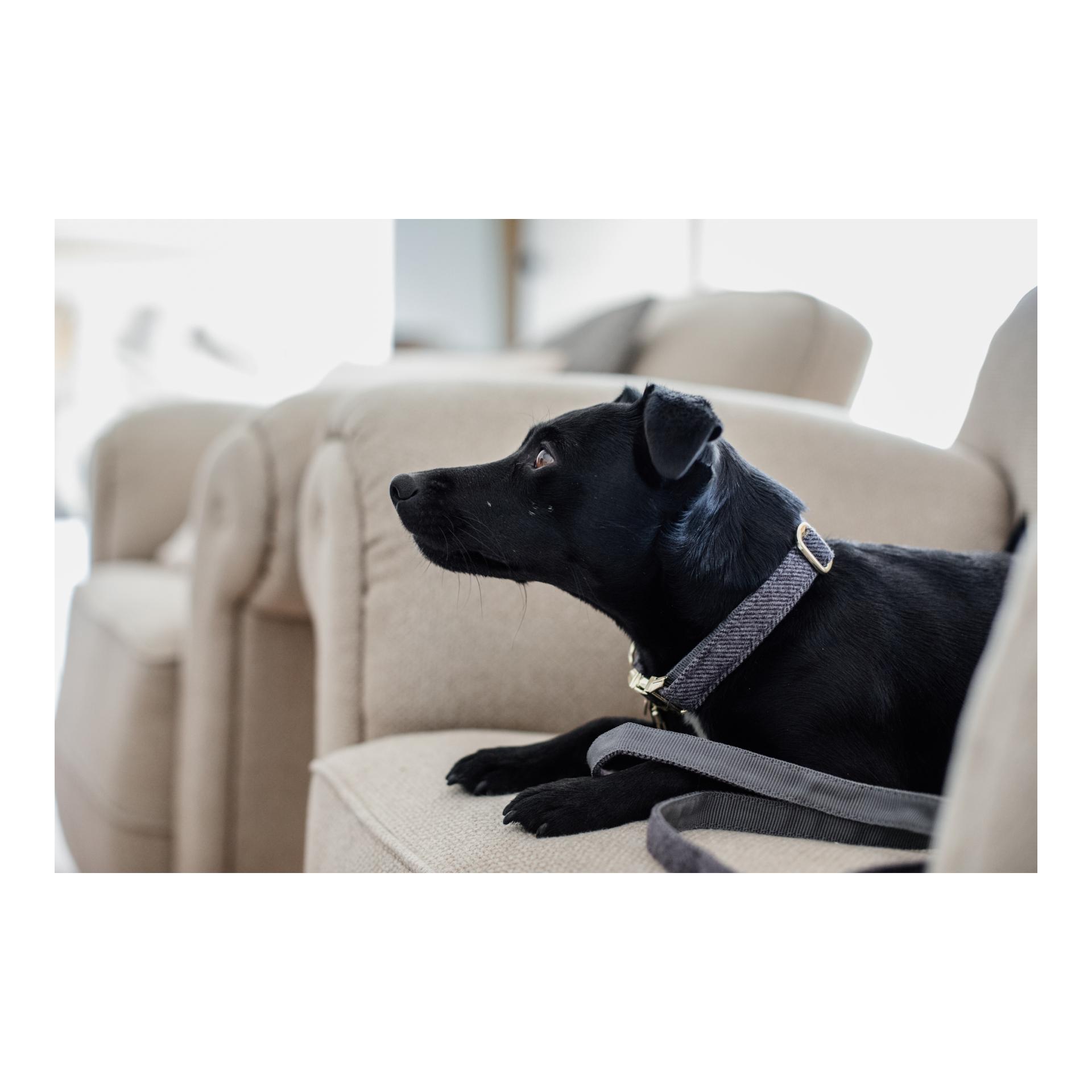 Kentucky Dogwear Collier pour chien Wool - gris