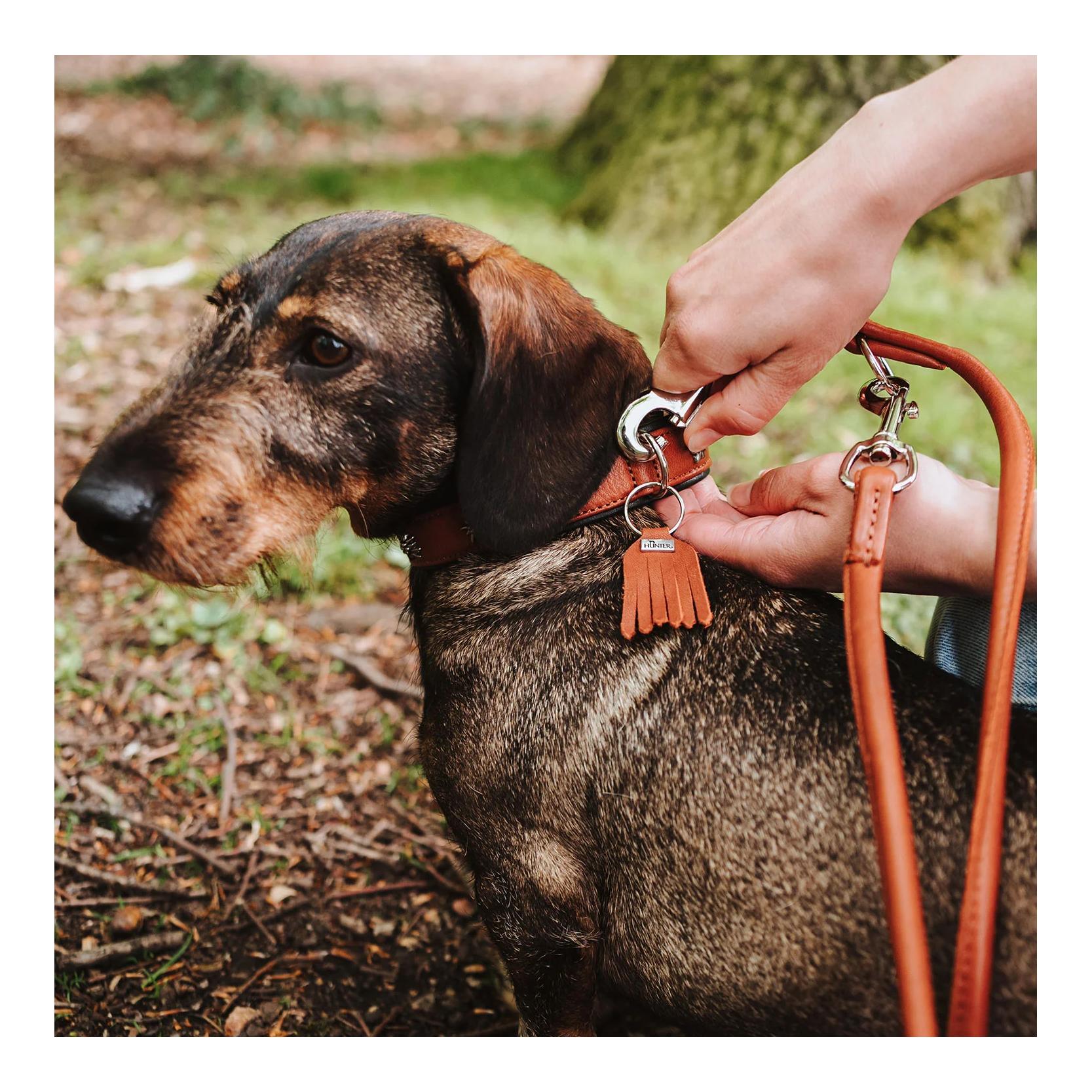 Hunter Laisse pour chien réglable Munich