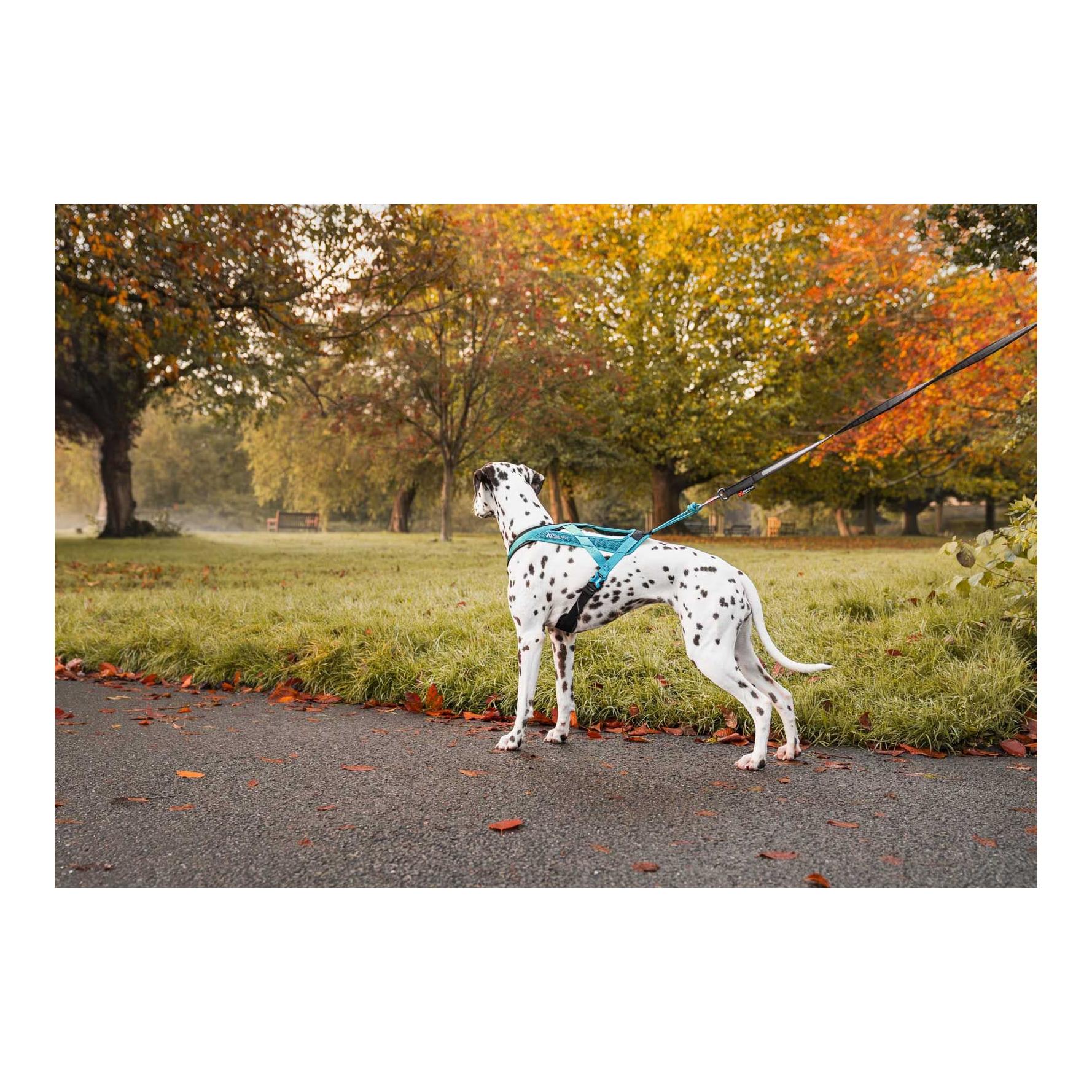 Non-stop Dogwear Harnais pour chien Rush Harness