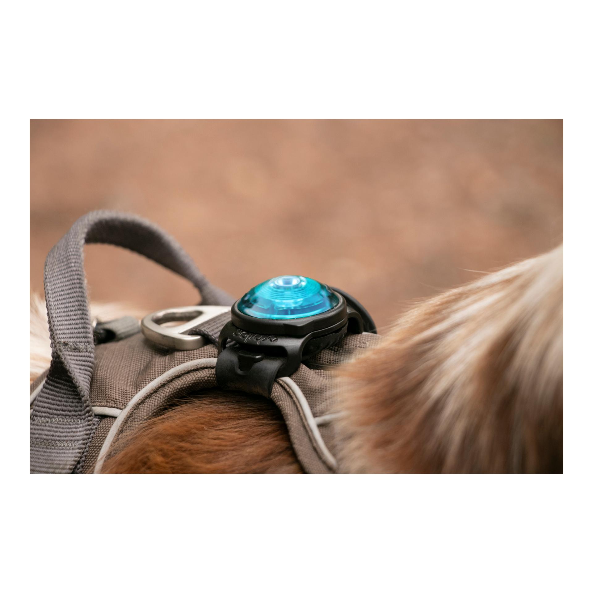 Orbiloc Safety Light Orbiloc Dog Dual - türkis