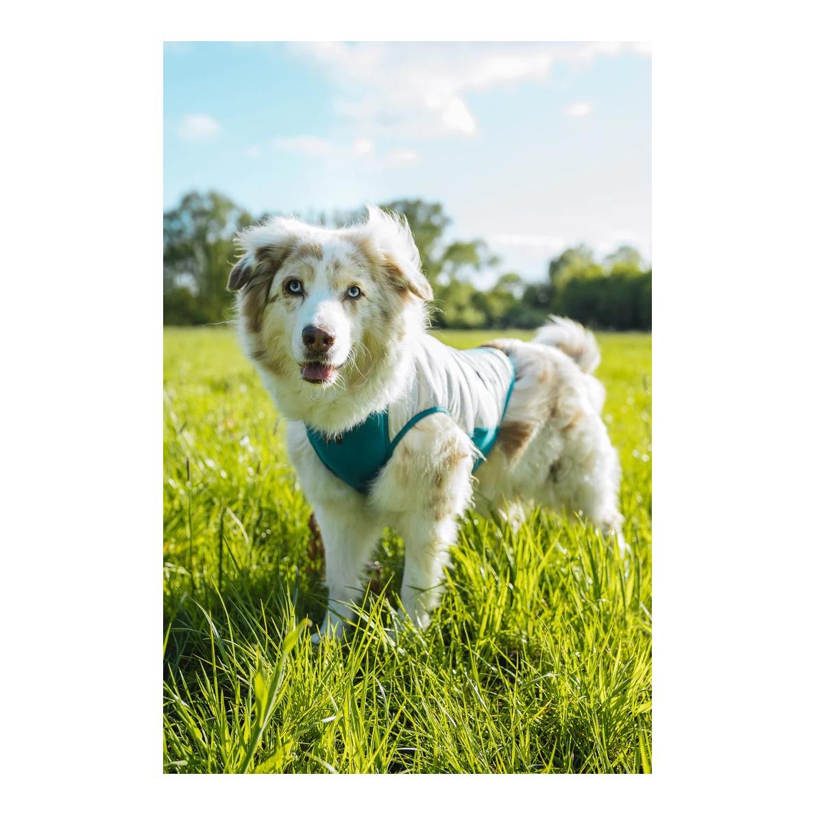 Non-stop Dogwear Veste rafraîchissante pour chien à enfiler