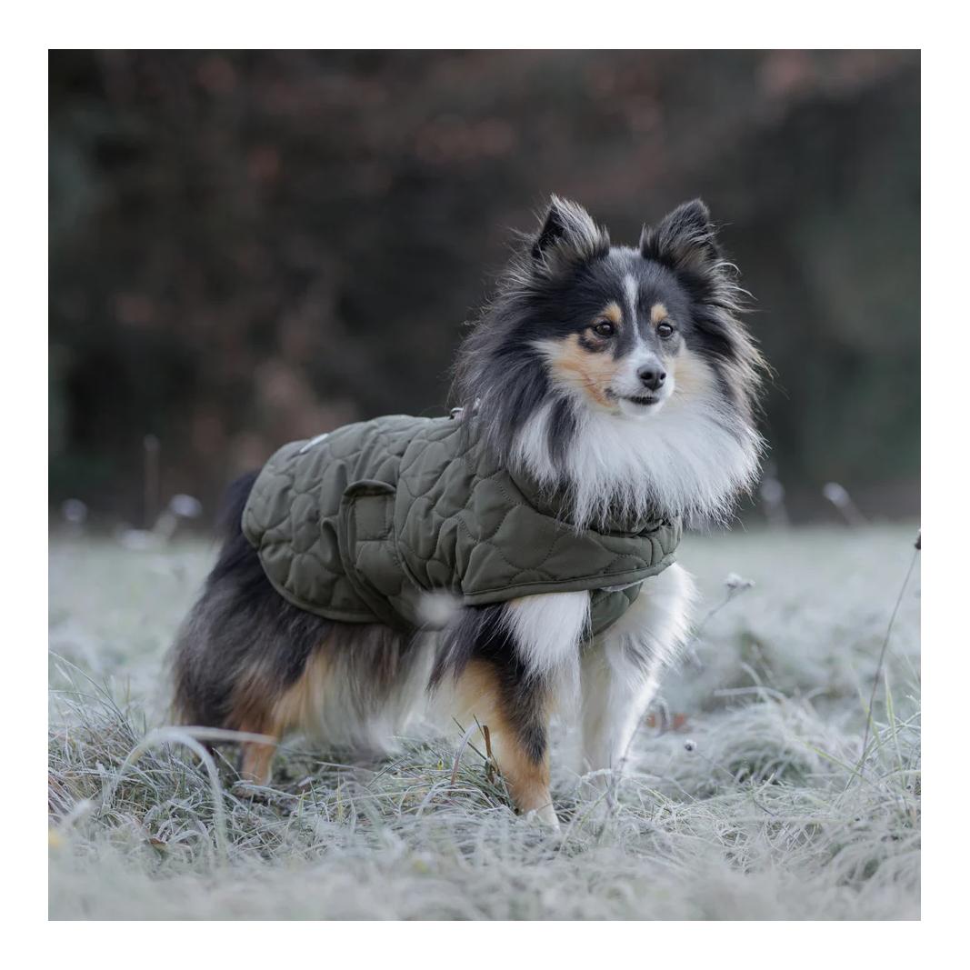 Wanderpfote Steppjacke für Hunde
