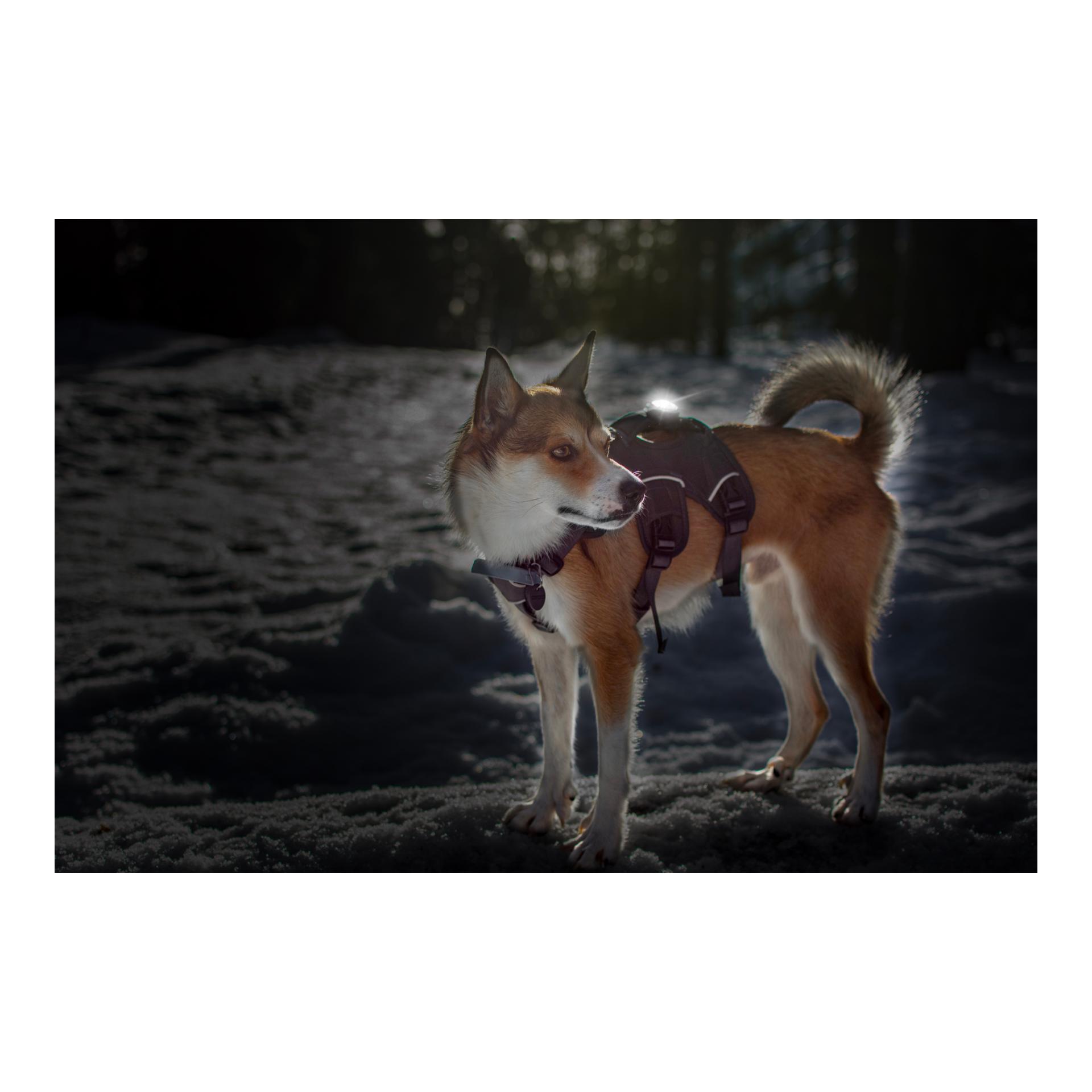 Orbiloc Safety Light Orbiloc Dog Dual - weiss