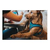 Hunter Harnais pour chien Hilo Comfort - marron