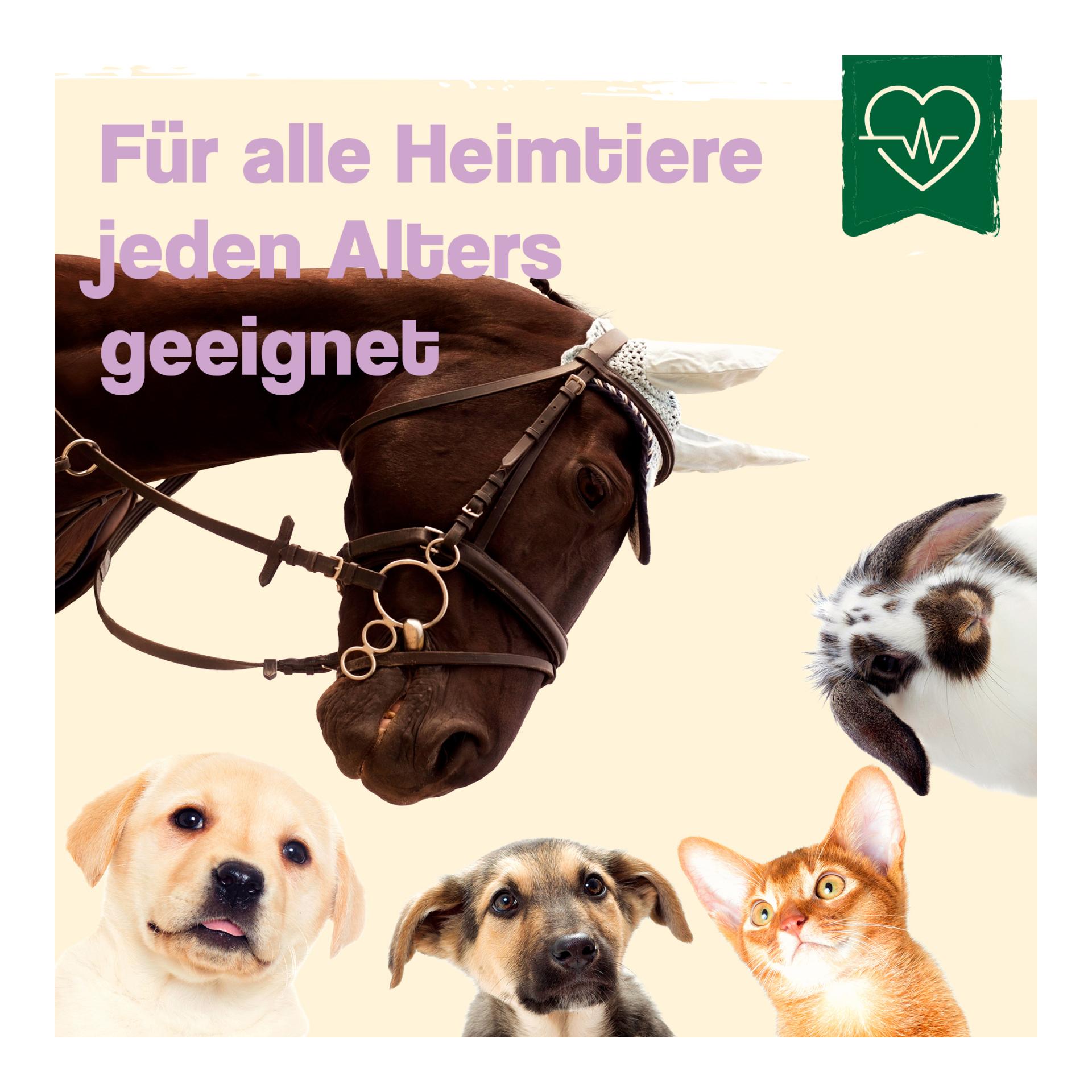 IdaPlus Wundspray "Wund Wunder" für Hunde, Katzen & Pferde - Schutzschild bei Hautverletzungen