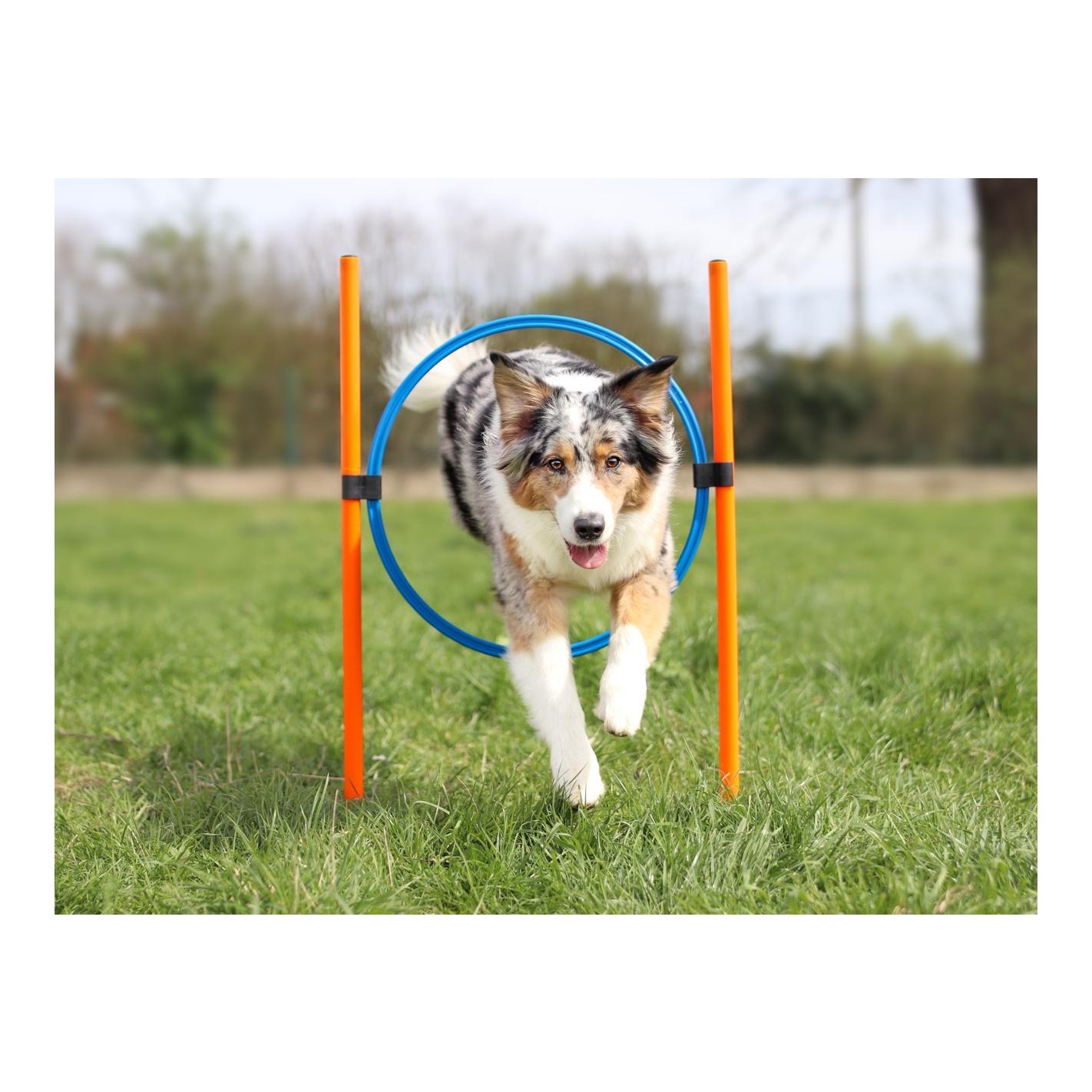 Josty Kit de démarrage Agility - entraînement pour chiens