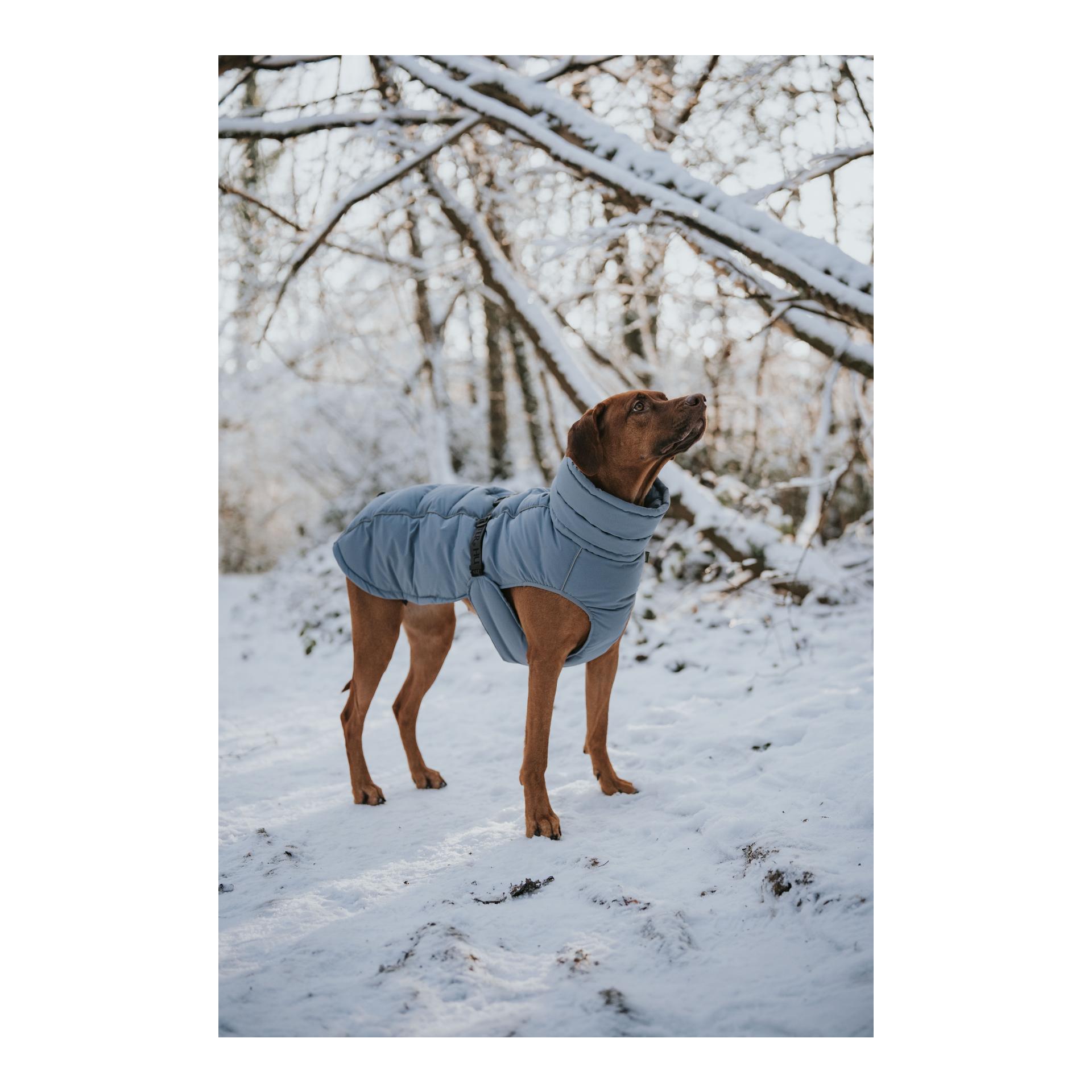 Hunter Manteau pour chien Paxson