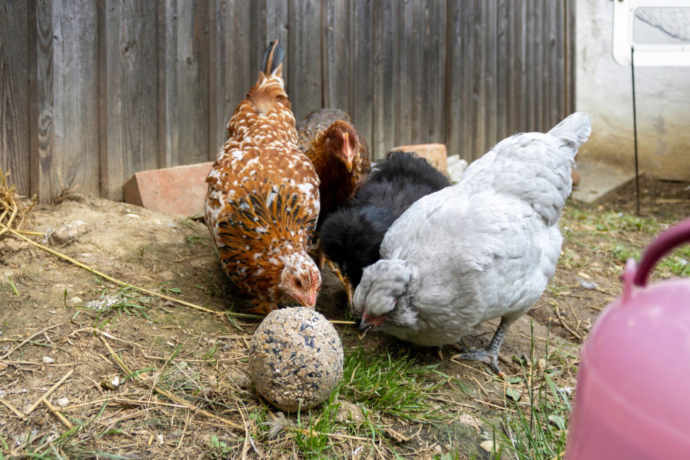 Kerbl Hobbyfarming boule de ramassage