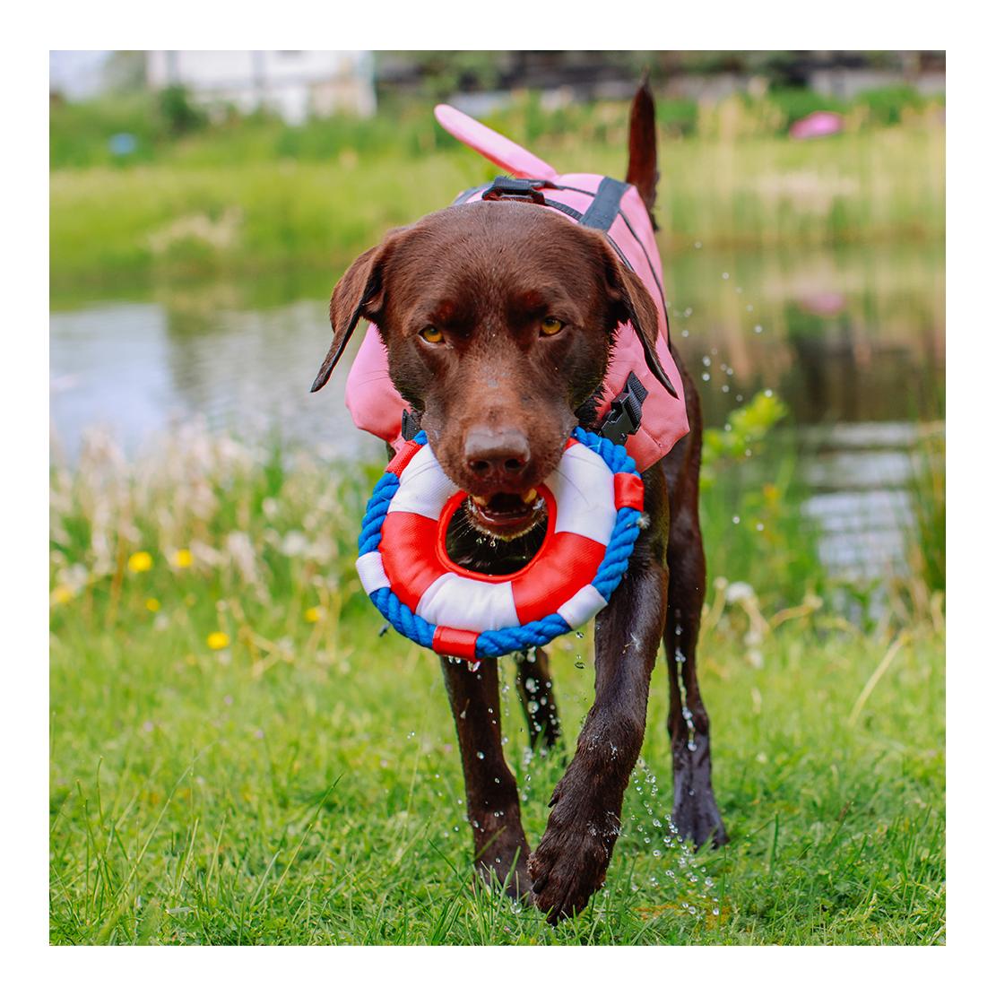 Nobby Aide à la natation pour chiens Shark