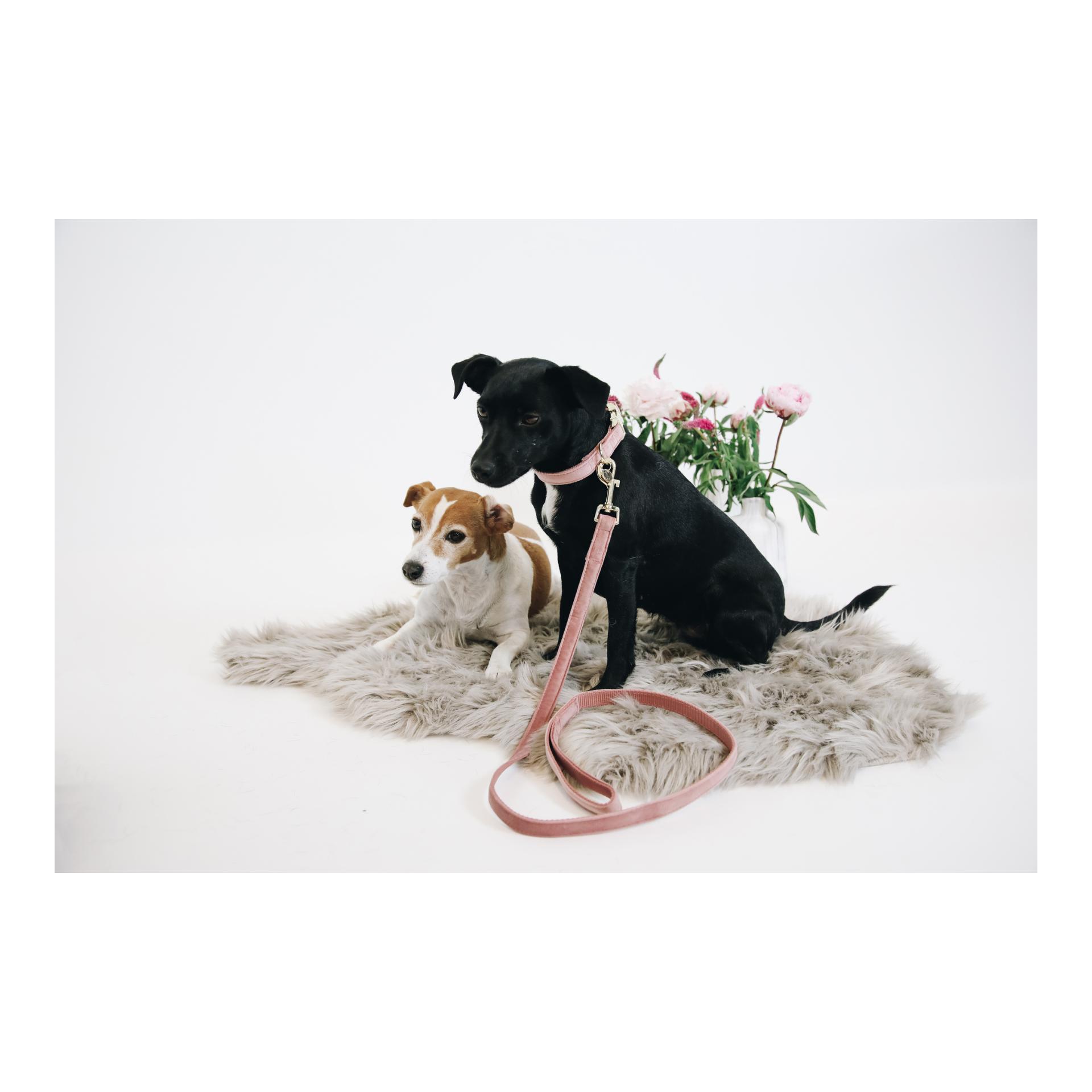 Kentucky Dogwear Hundeleine Velvet