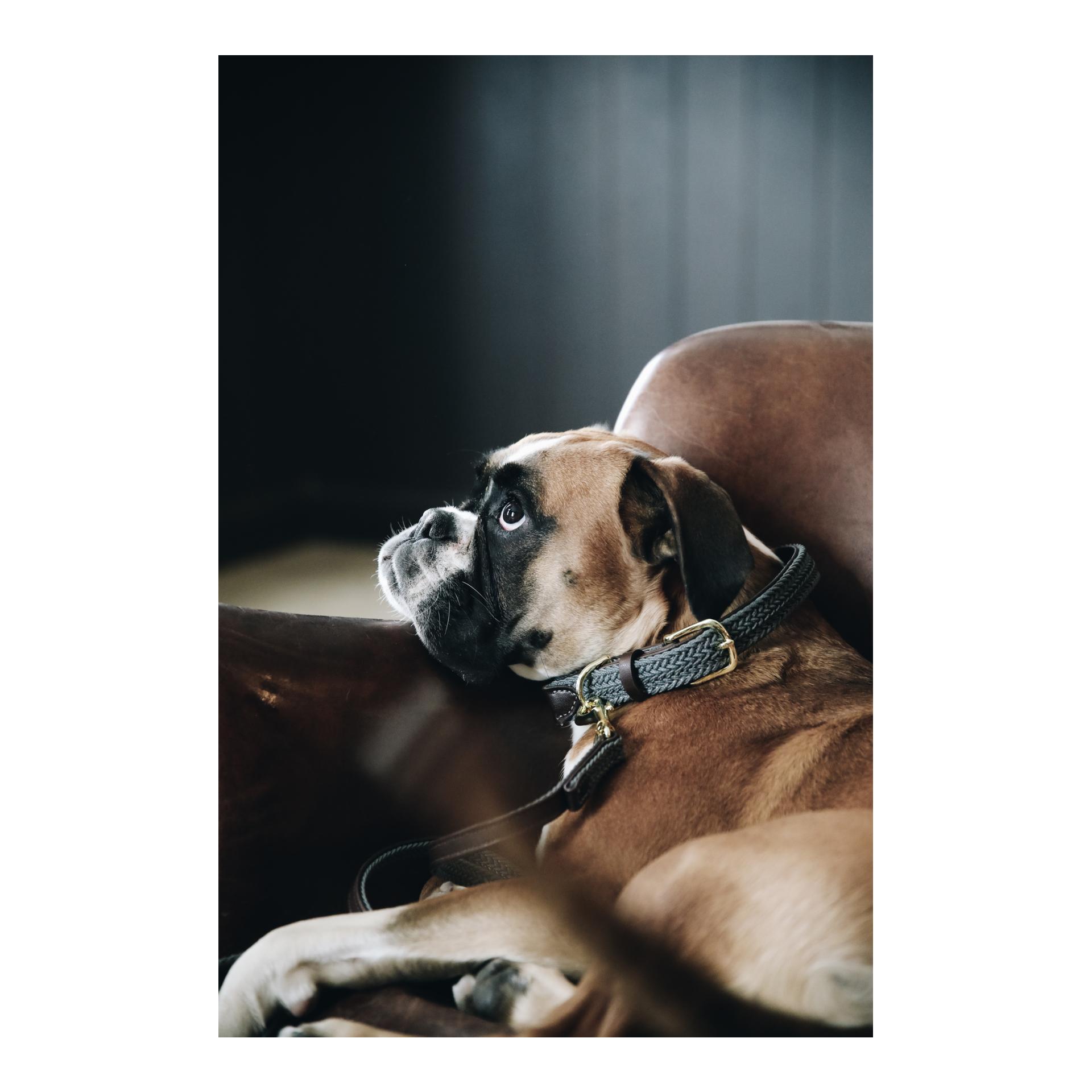 Kentucky Dogwear Collier pour chien en nylon tressé - gris