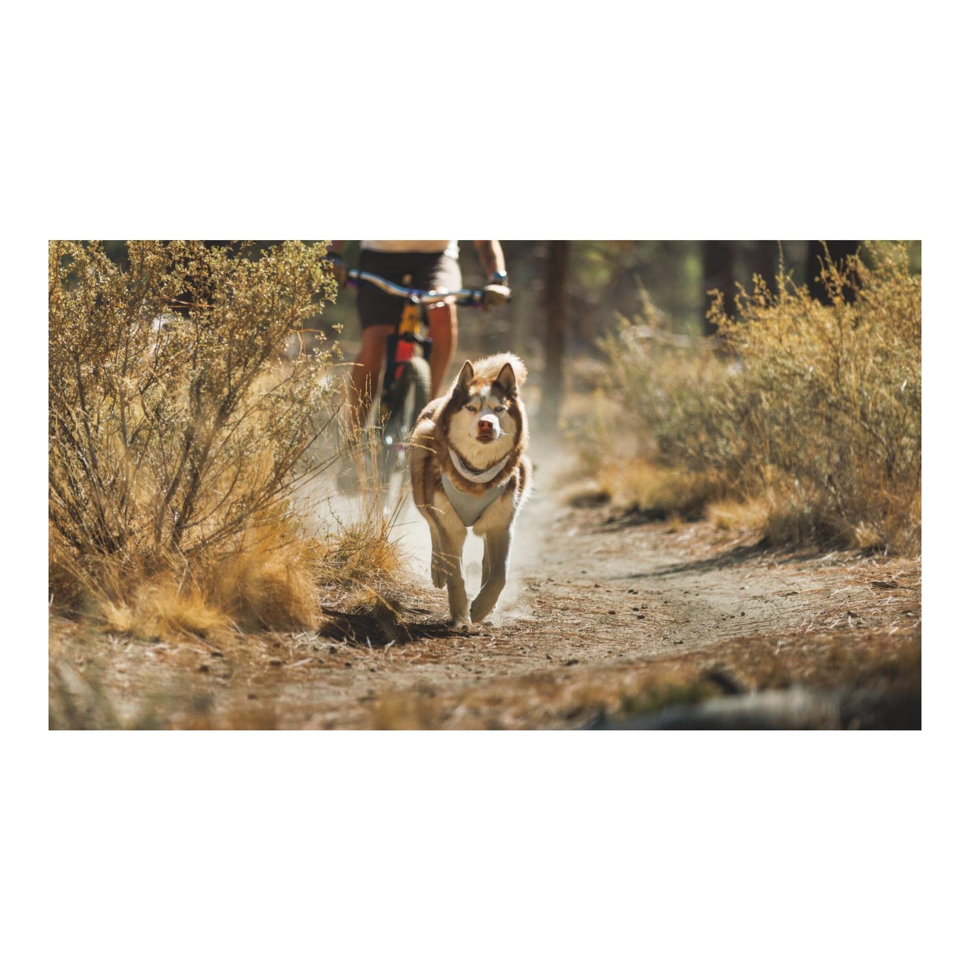 Ruffwear Foulard rafraîchissant Swamp Cooler