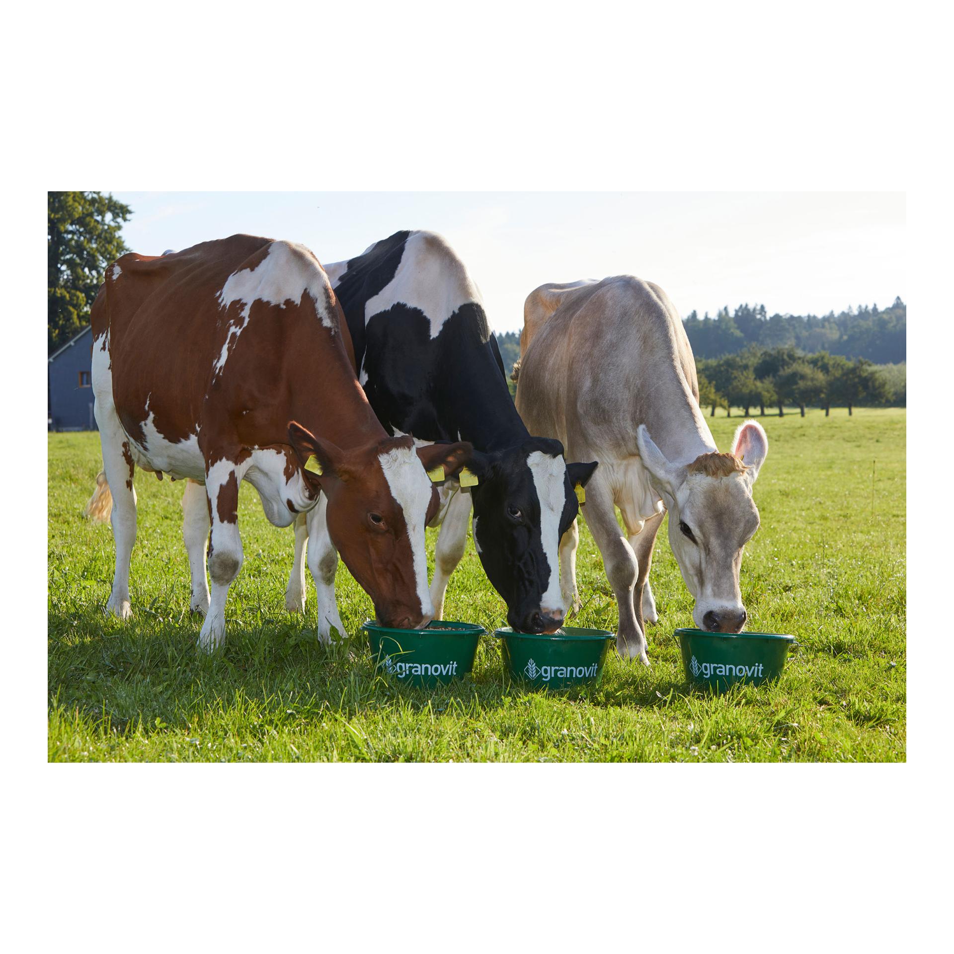 granovit Magweide HK – Seau à lécher au magnésium pour bovins & vaches au paturage