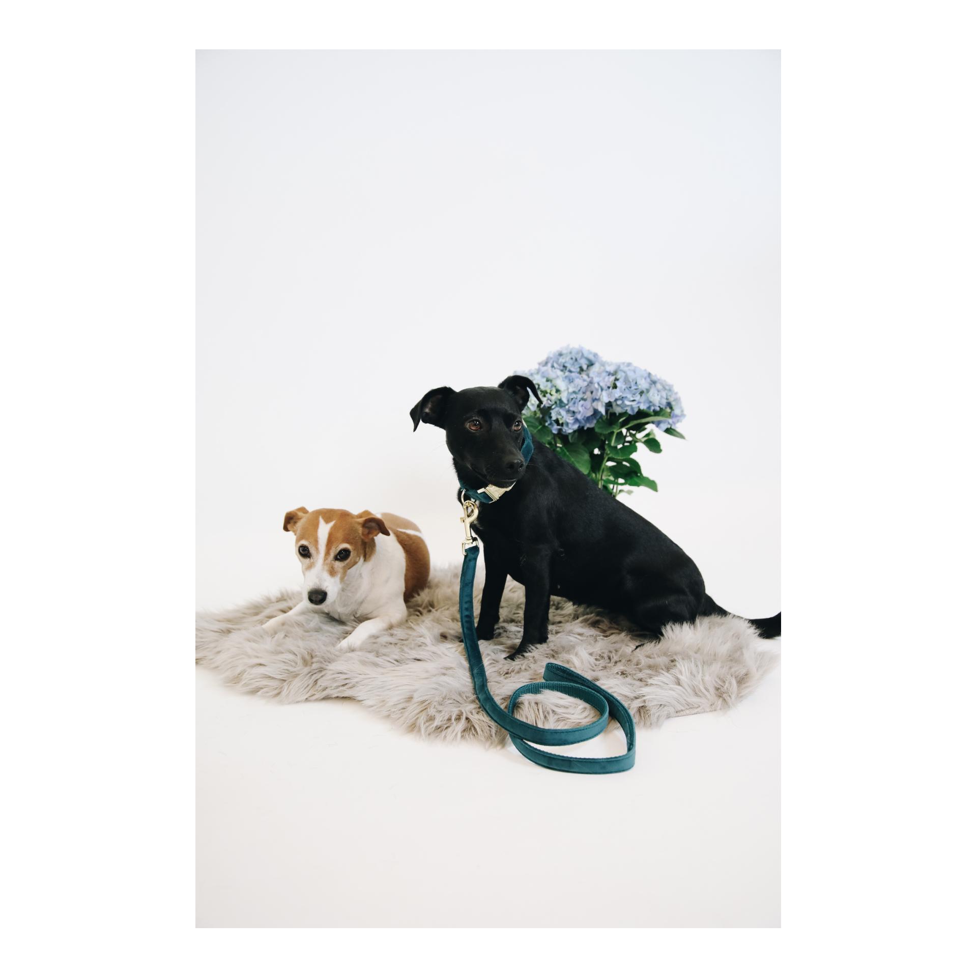 Kentucky Dogwear Laisse pour chien Velvet - emerald