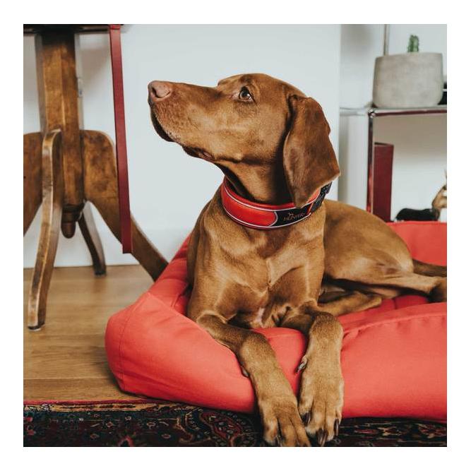 Hunter Collier Divo - rouge/gris
