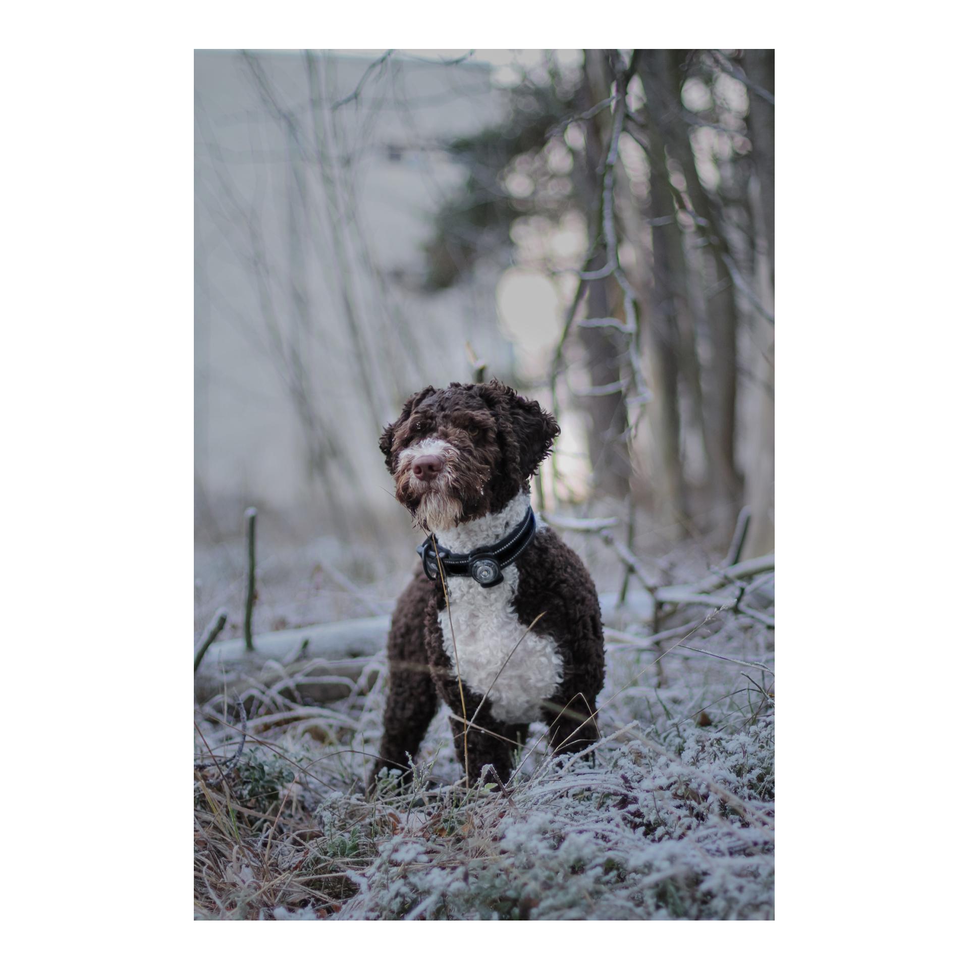 Orbiloc Safety Light Orbiloc Dog Dual - weiss