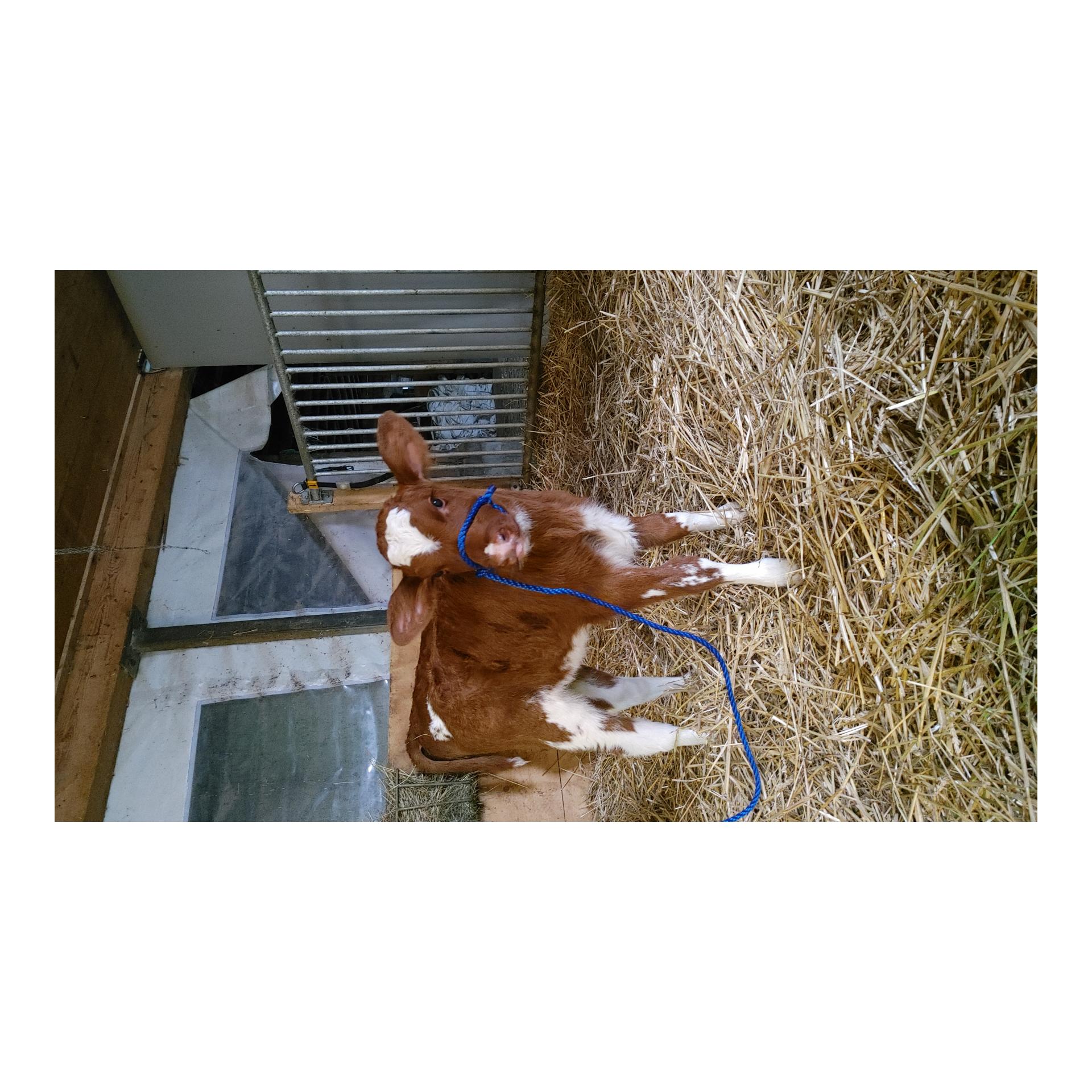 Weaver Livestock Seilhalfter Kalb