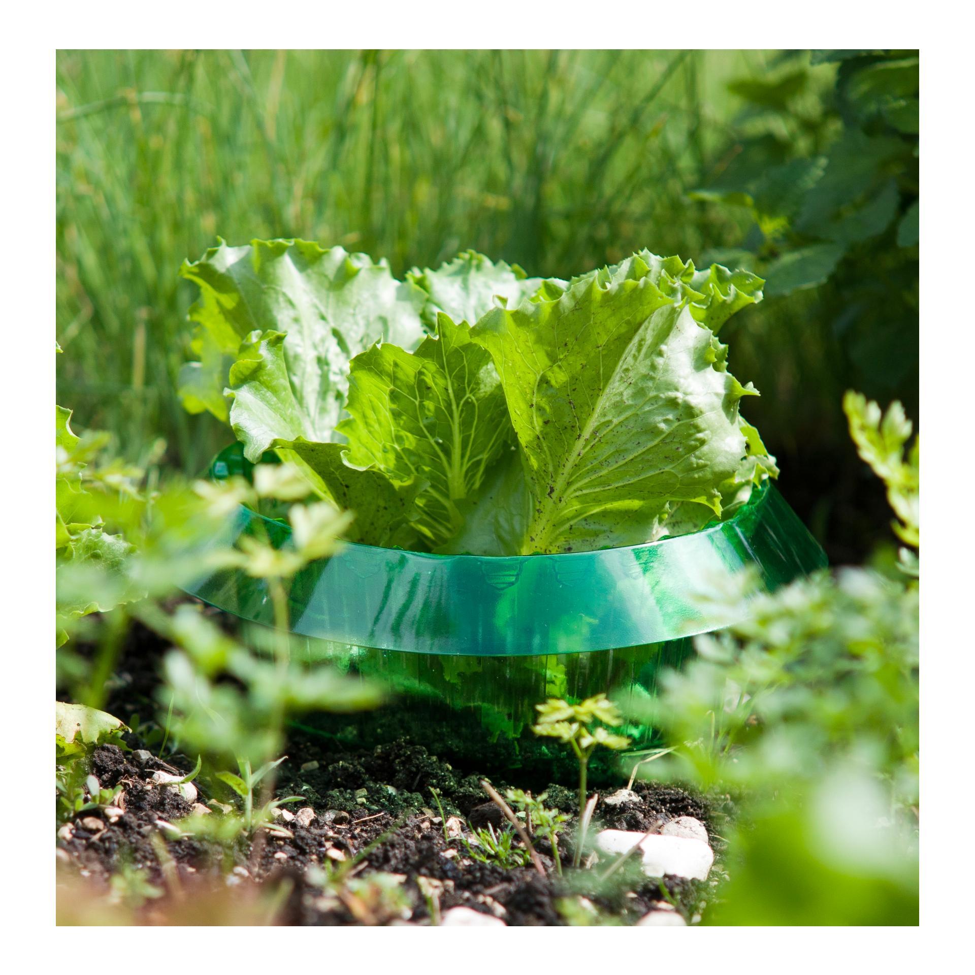 Windhager Anneau anti-limaces - vert transparent