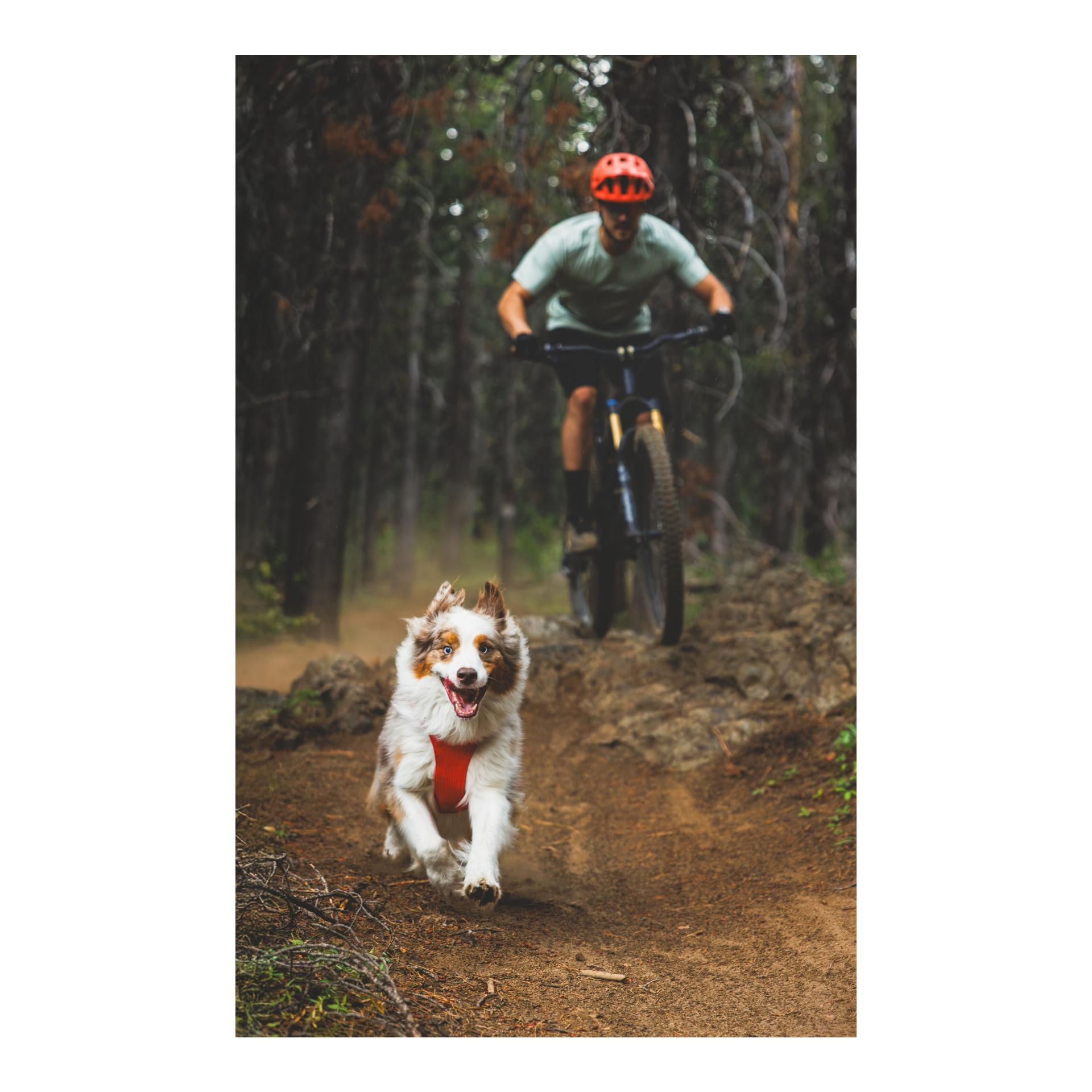 Ruffwear Front Range® Flex Harnais pour chien