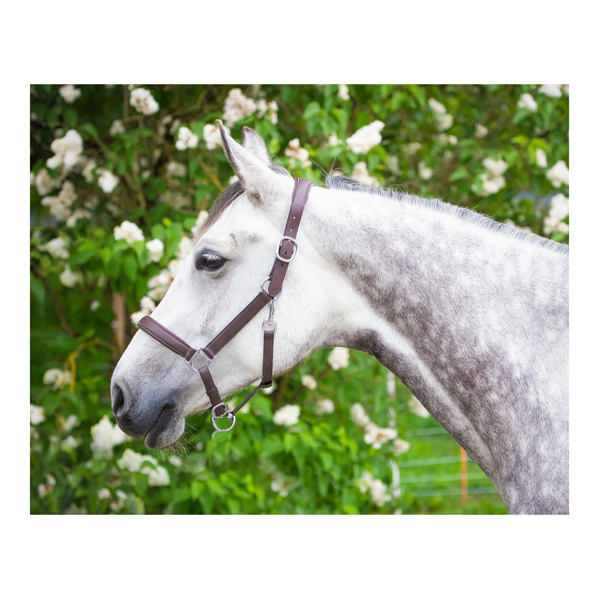 EquineTree Halfter Mela Anatomical - braun/silber