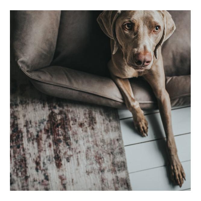 Hunter Sofa pour chiens Bologna - pierre
