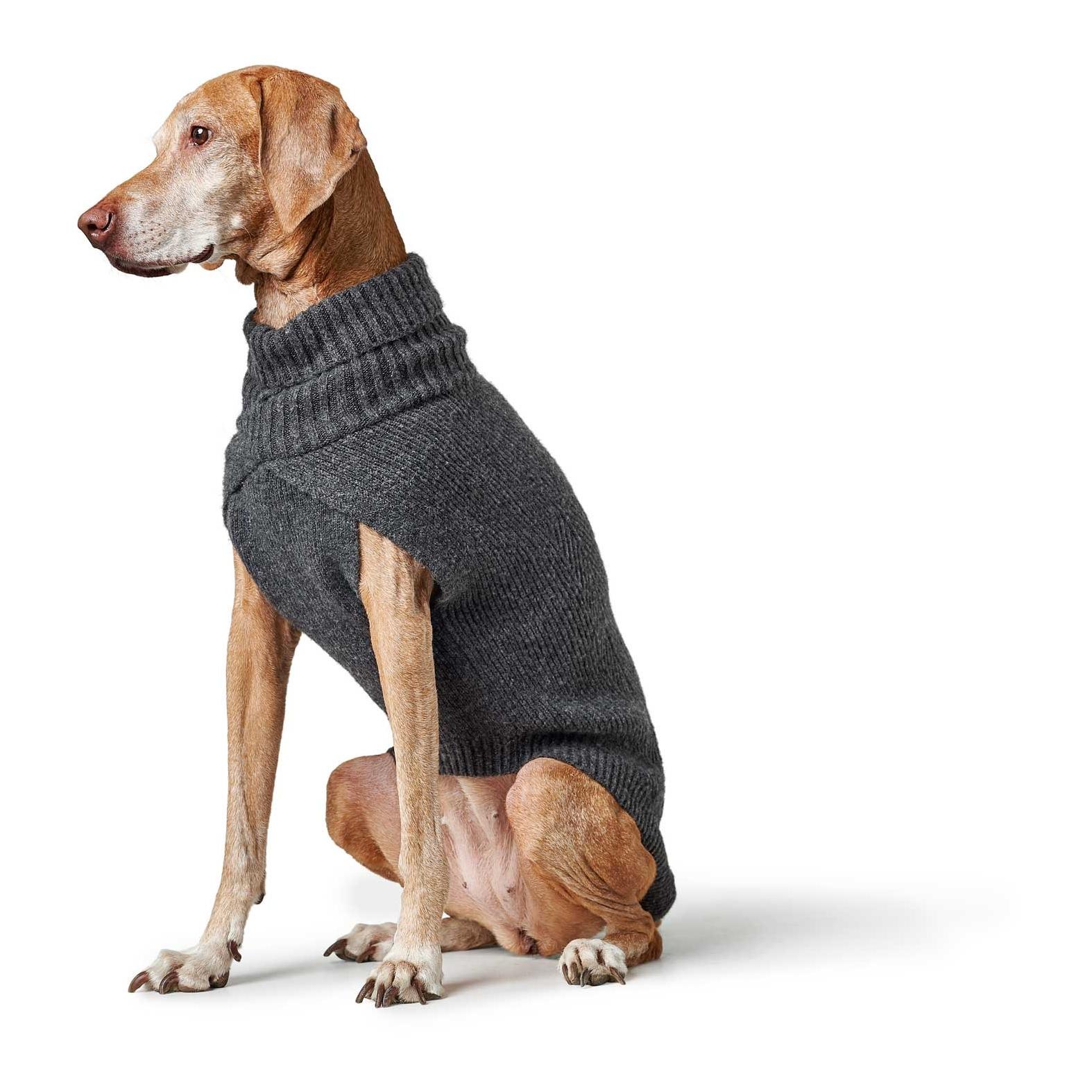 Hunter Pull pour chien Genève