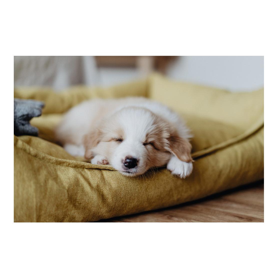 Hunter Hundesofa Eiby - gelb