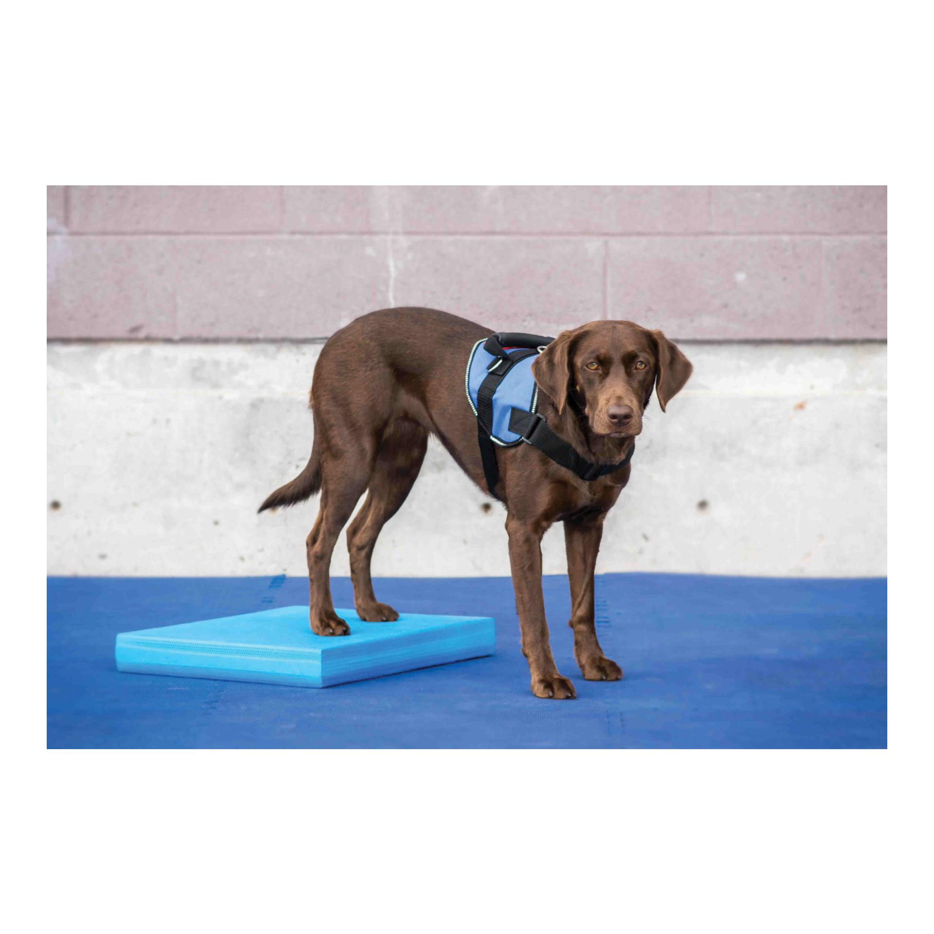 FitPaws Balance Pad