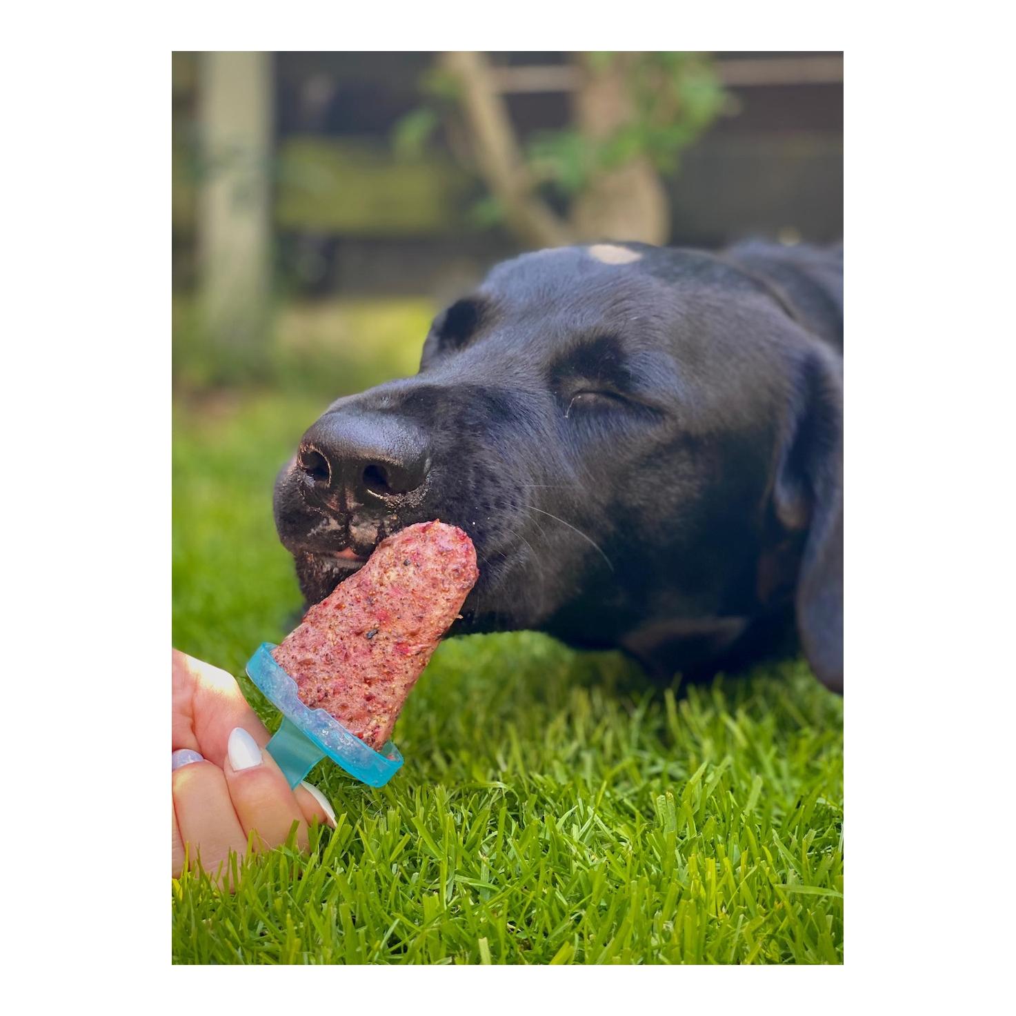cdVet Hundeeis petGelato FrostyBerry
