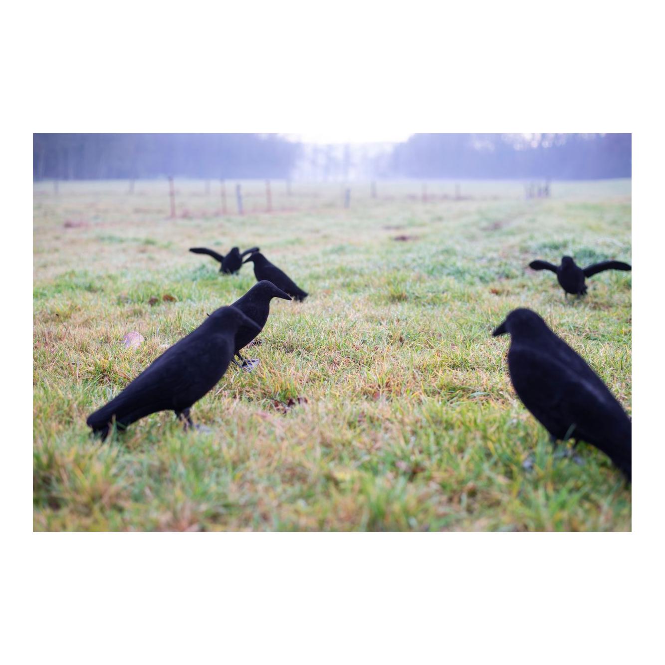 EUROHUNT Corbeaux adhésifs entiers